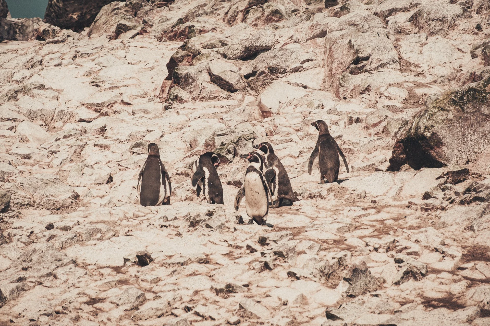 A group of five penguins standing on a rocky, sandy terrain with a mountain landscape in the background.