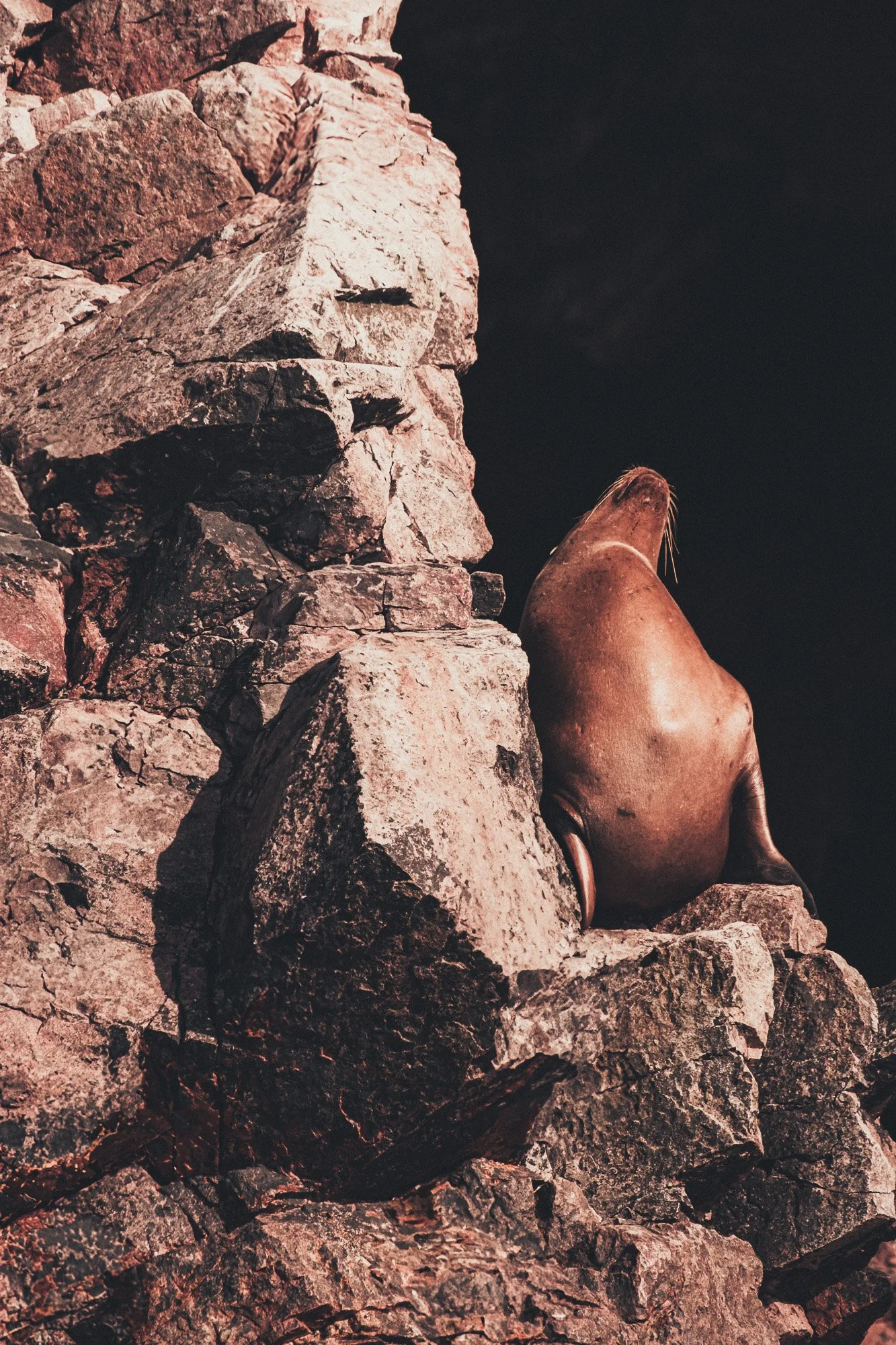 A sea lion sitting on rocks near a dark body of water at night.
