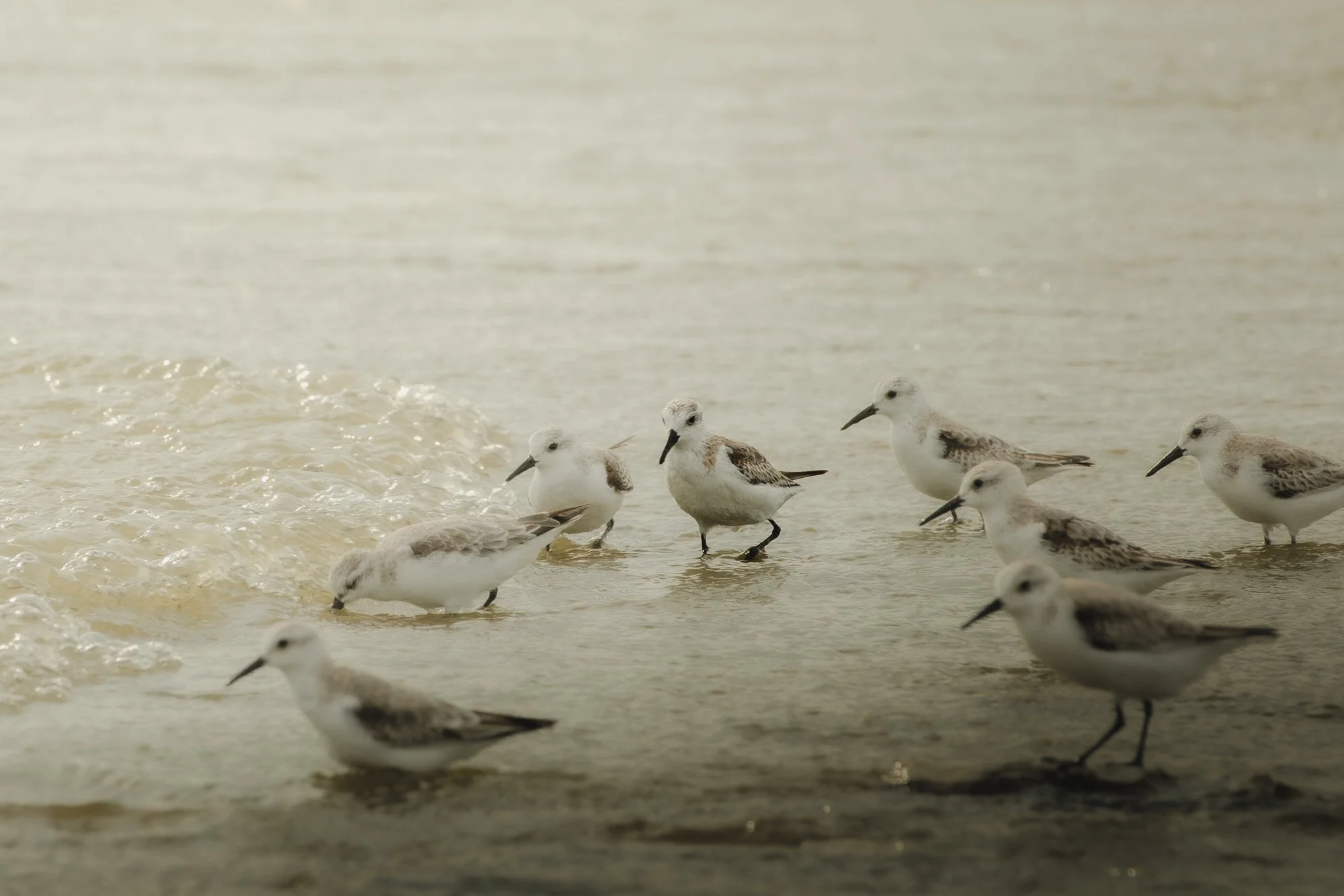 Seagulls standing and wading in shallow water at the beach.