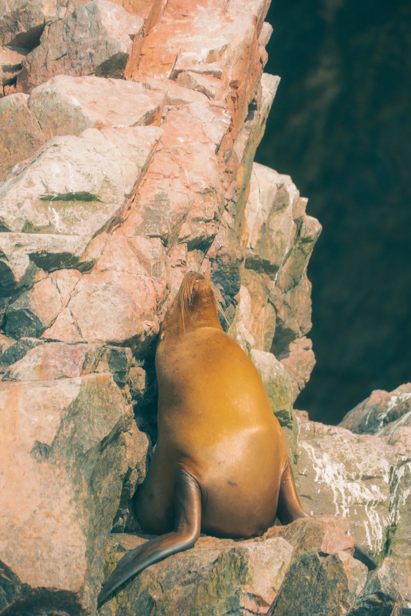 A sea lion resting on rocky terrain near the water.