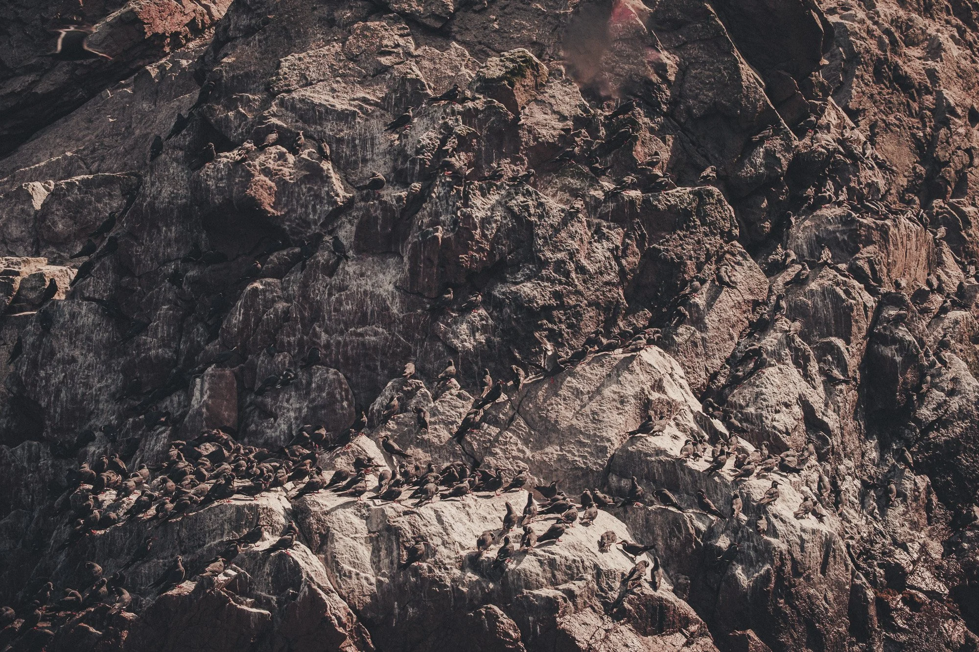 A large group of seabirds perched on a rocky cliffside.