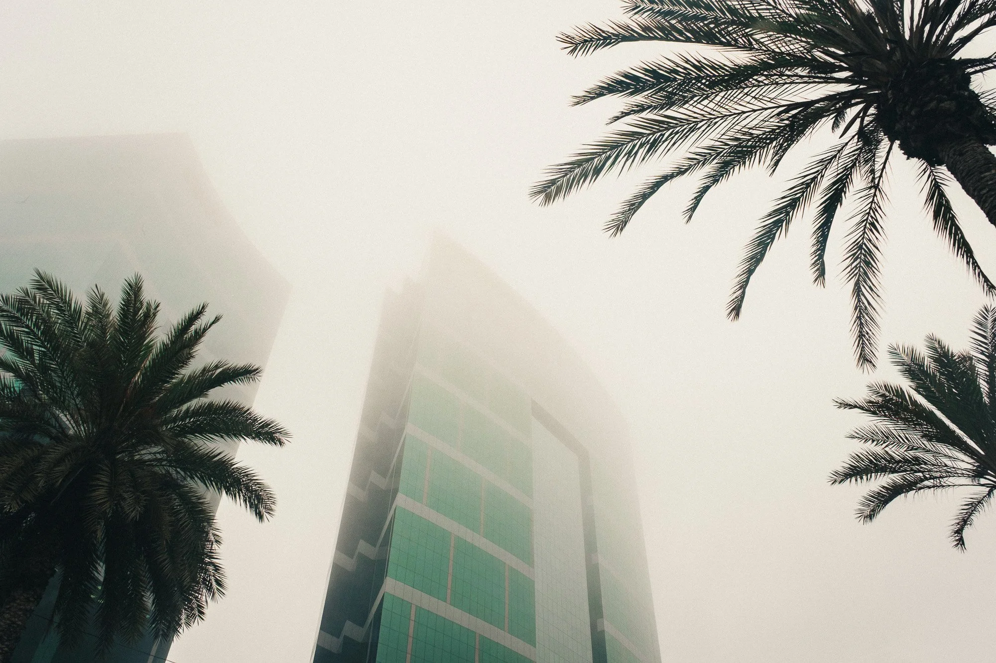 High-rise building partially obscured by fog, flanked by palm trees.