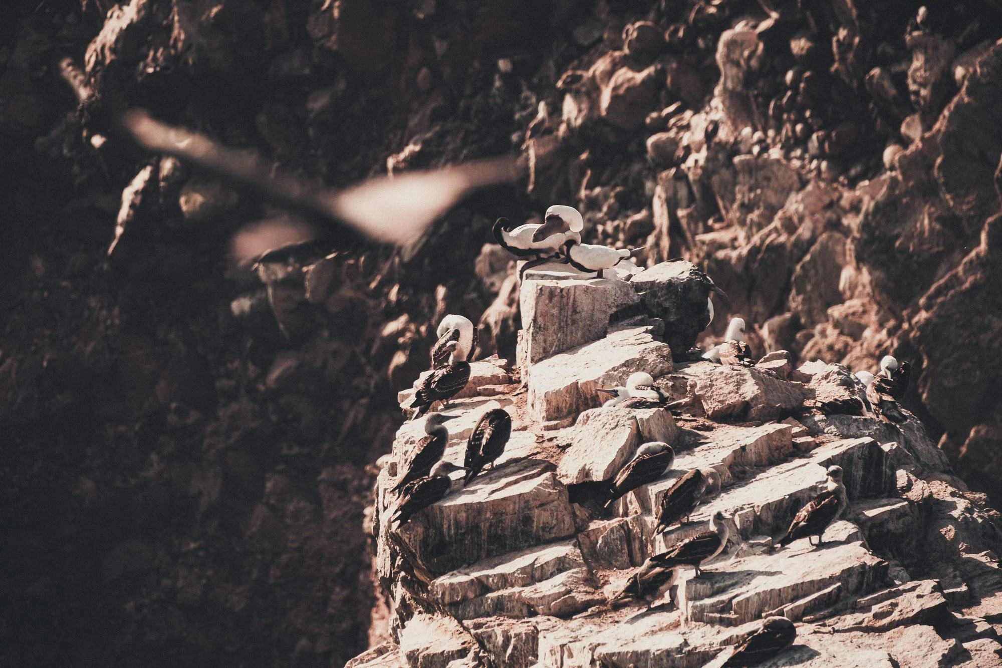 Seagulls perched on rocky ledges of a cliffside with a blurred bird flying in the foreground.