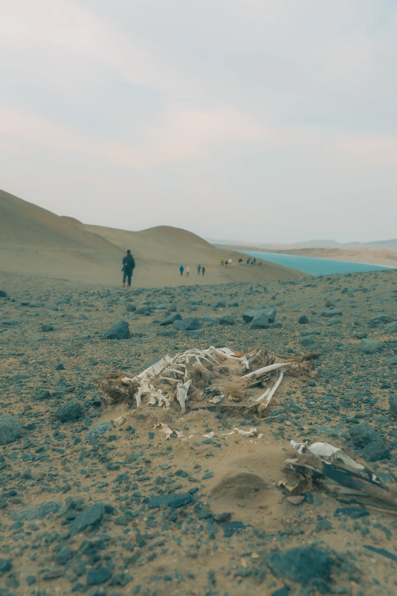 Animal skulls and bones on desert sand with people in the background near a body of water and hills under a cloudy sky.