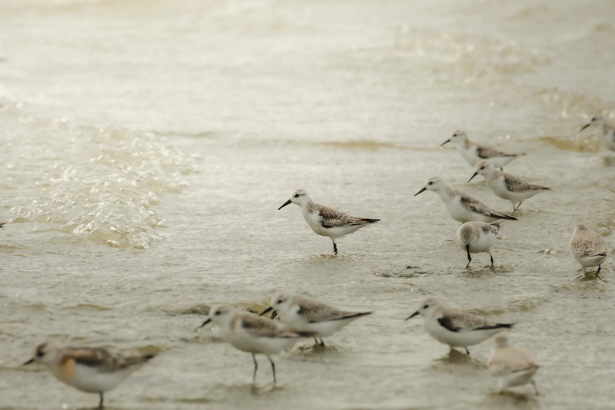Seagulls standing on the shoreline with gentle waves in the background.