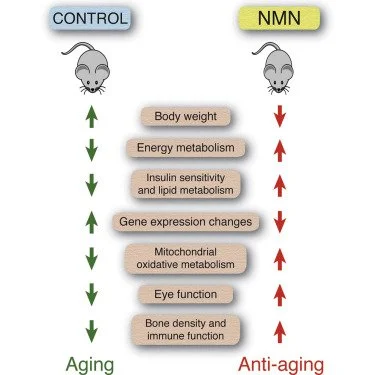 Fundamental Research on the effects of NMN against bone density loss, muscle power, eyesight decline, weight gain, irregularity in blood sugar and blood lipids, and irregularity in gene expression.