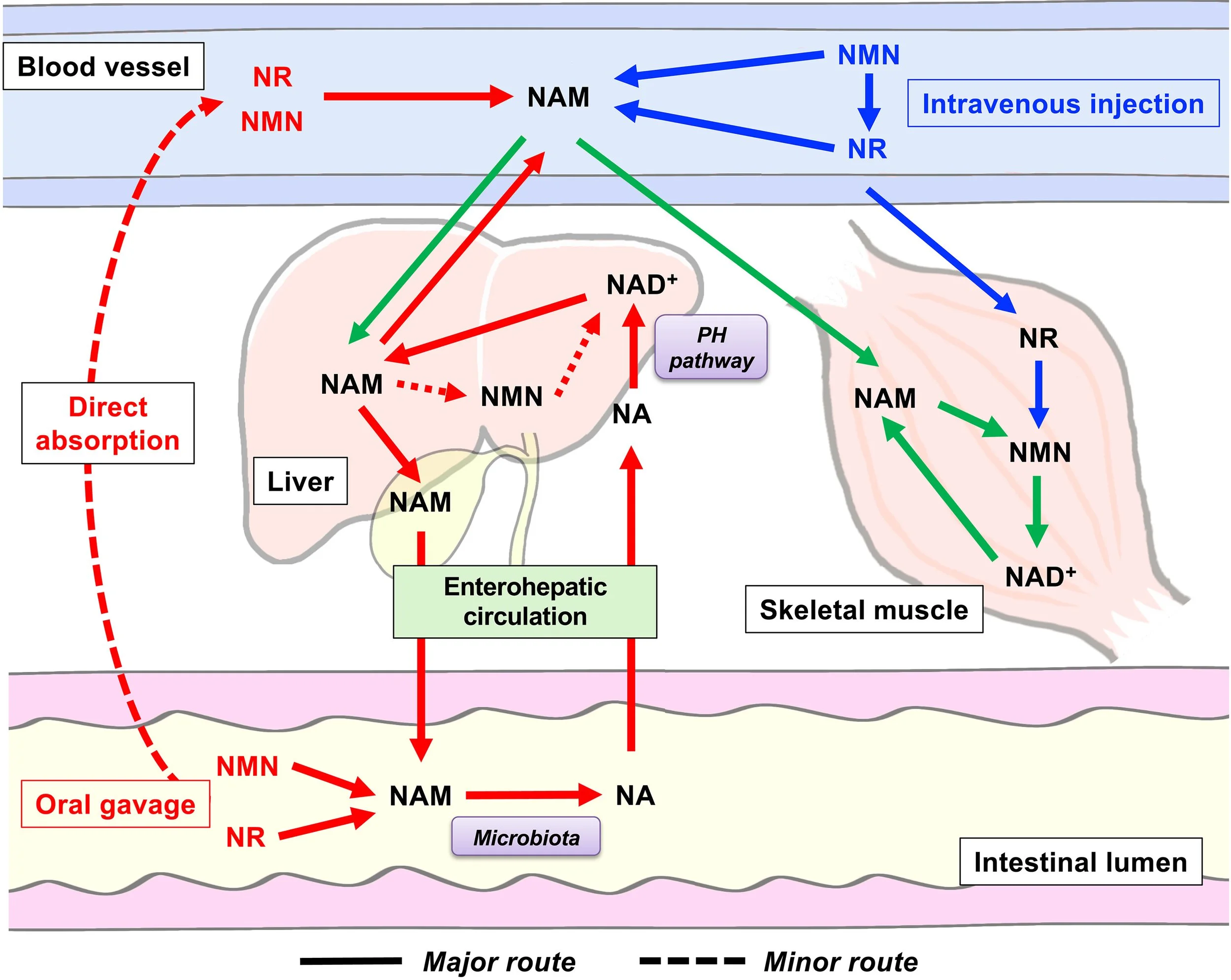 NMN Consumption and the Health of Your Gut: How a Healthier Gut Microbiome Increases the Rate of Absorption and Effectiveness of NMN Intake