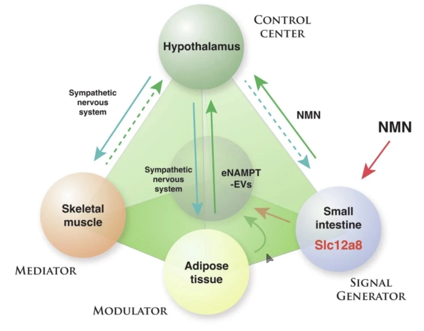 NAD World 3.0: Clarifying that chronic inflammation leads to the excessive consumption of NAD+, triggering the human aging process. 