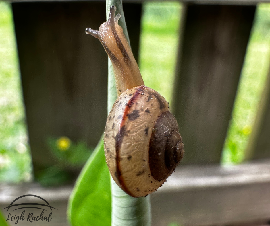 snail climbing grass.png
