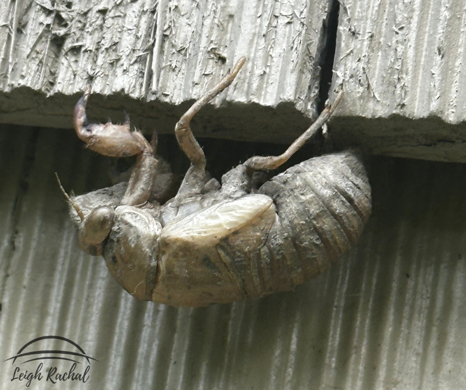 cicada.png