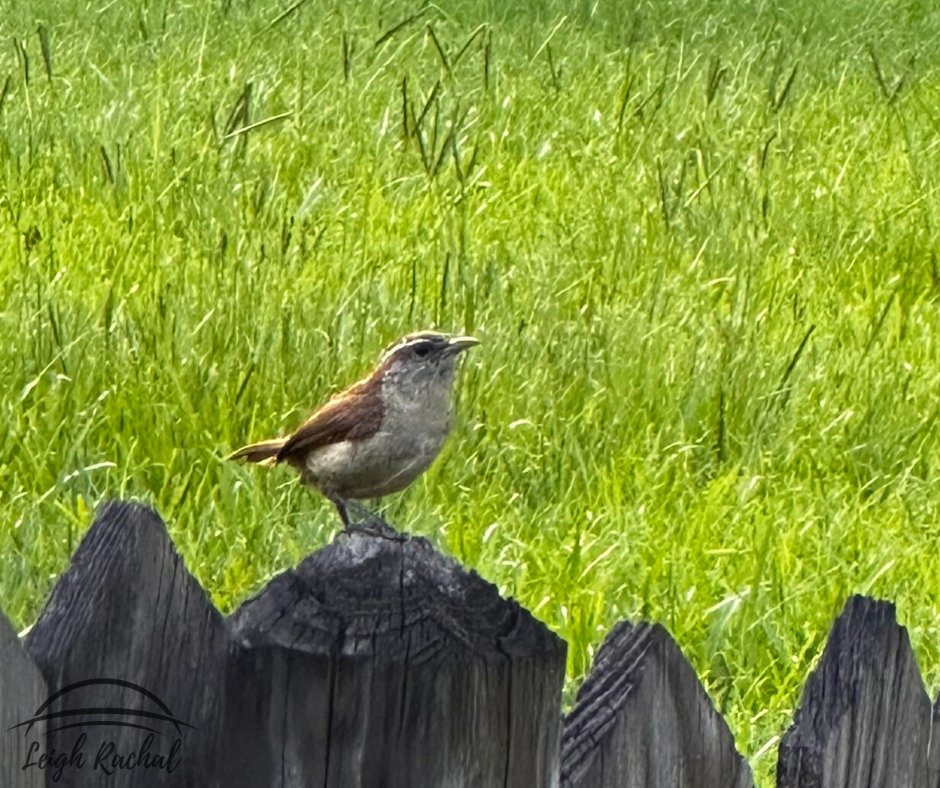 Bird on fence post.png