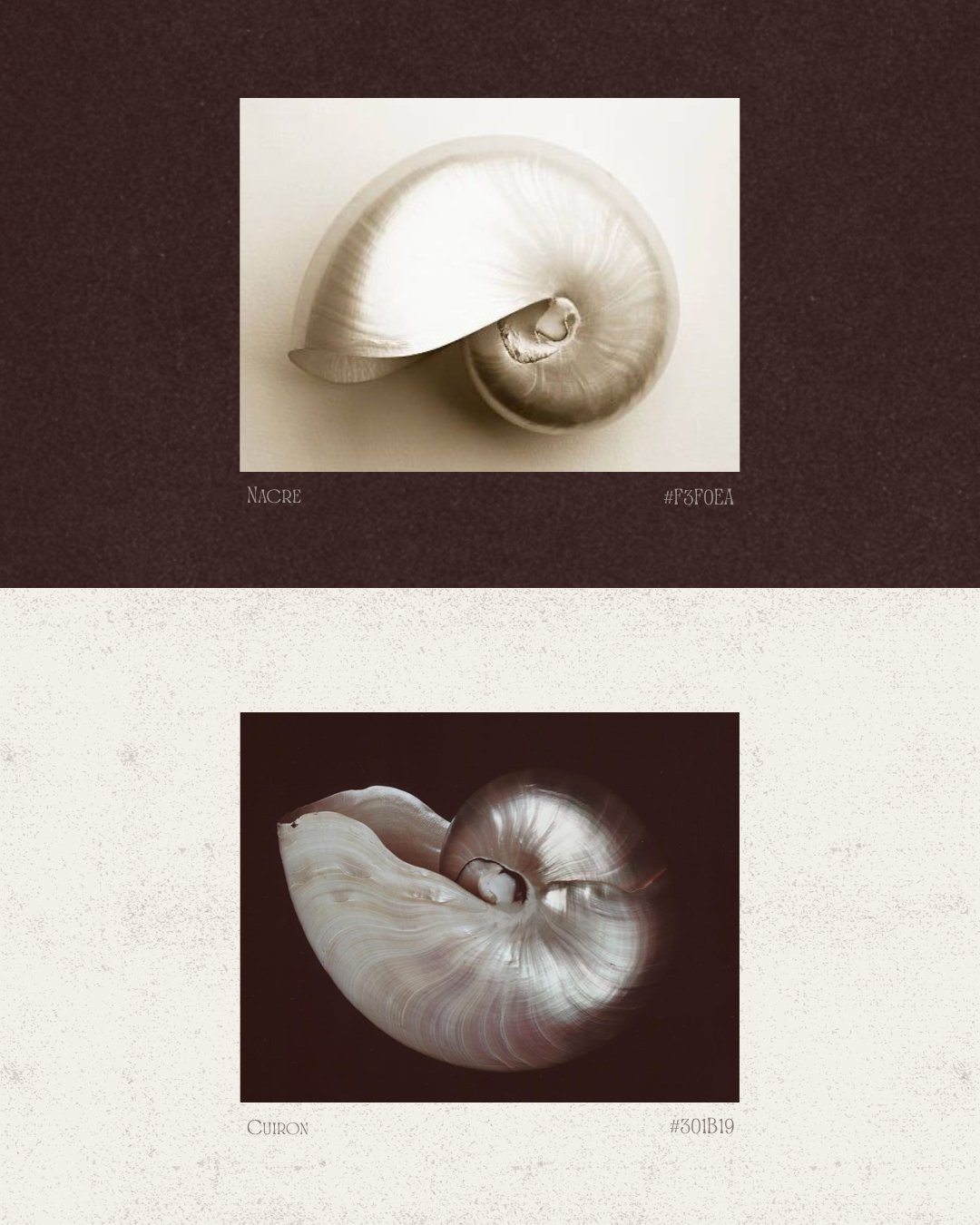 Two sepia-toned photographs of seashells, one with a dark background and one with a light background, labeled 'Nacre' and 'Curon' respectively.