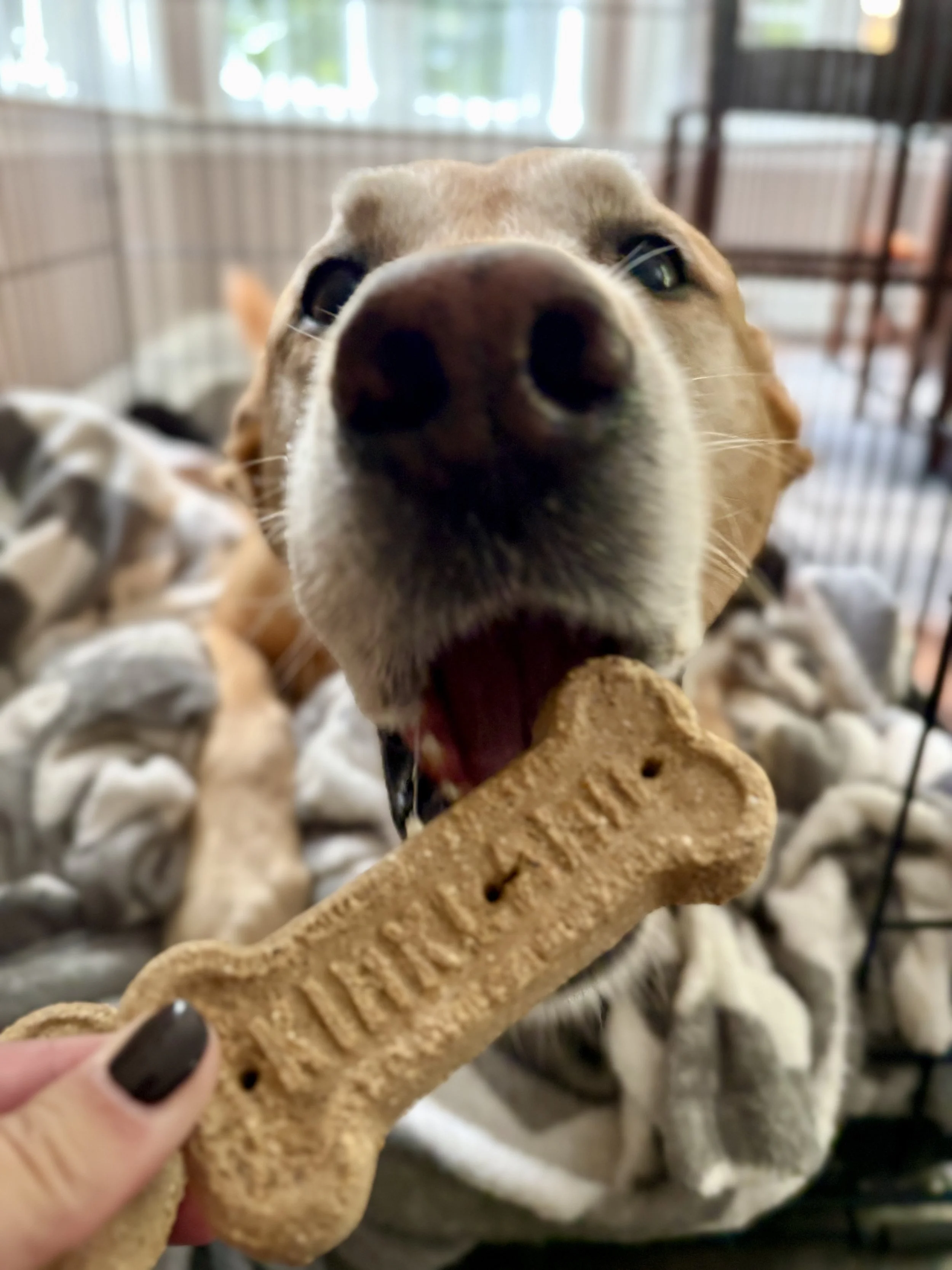 IMG_0991.jpeg