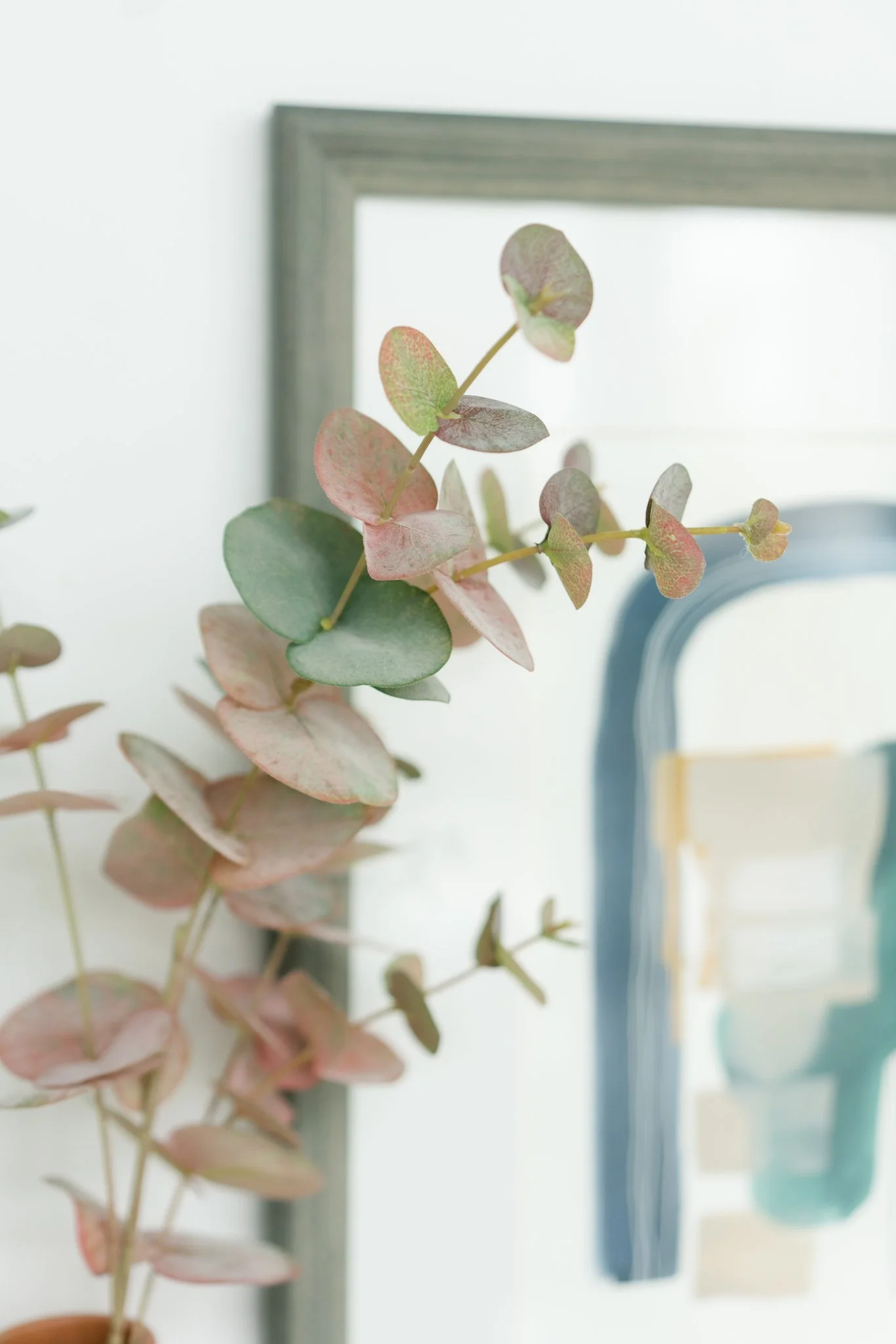 Close-up of a eucalyptus plant with round, silvery, and pinkish leaves on a blurred background that includes a framed mirror and other objects.
