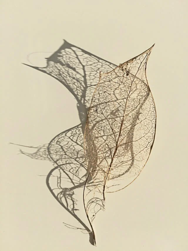 Leaf with fine veins and its soft shadow, like the branching pattern of the nervous system