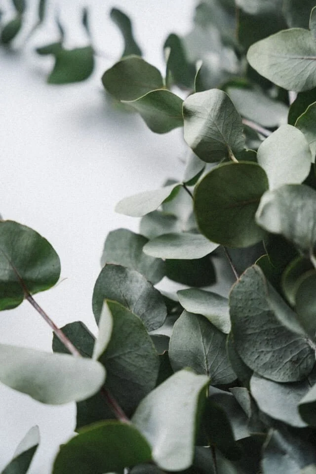 Eucalyptus branch on a soft background, evoking calm and nervous system regulation