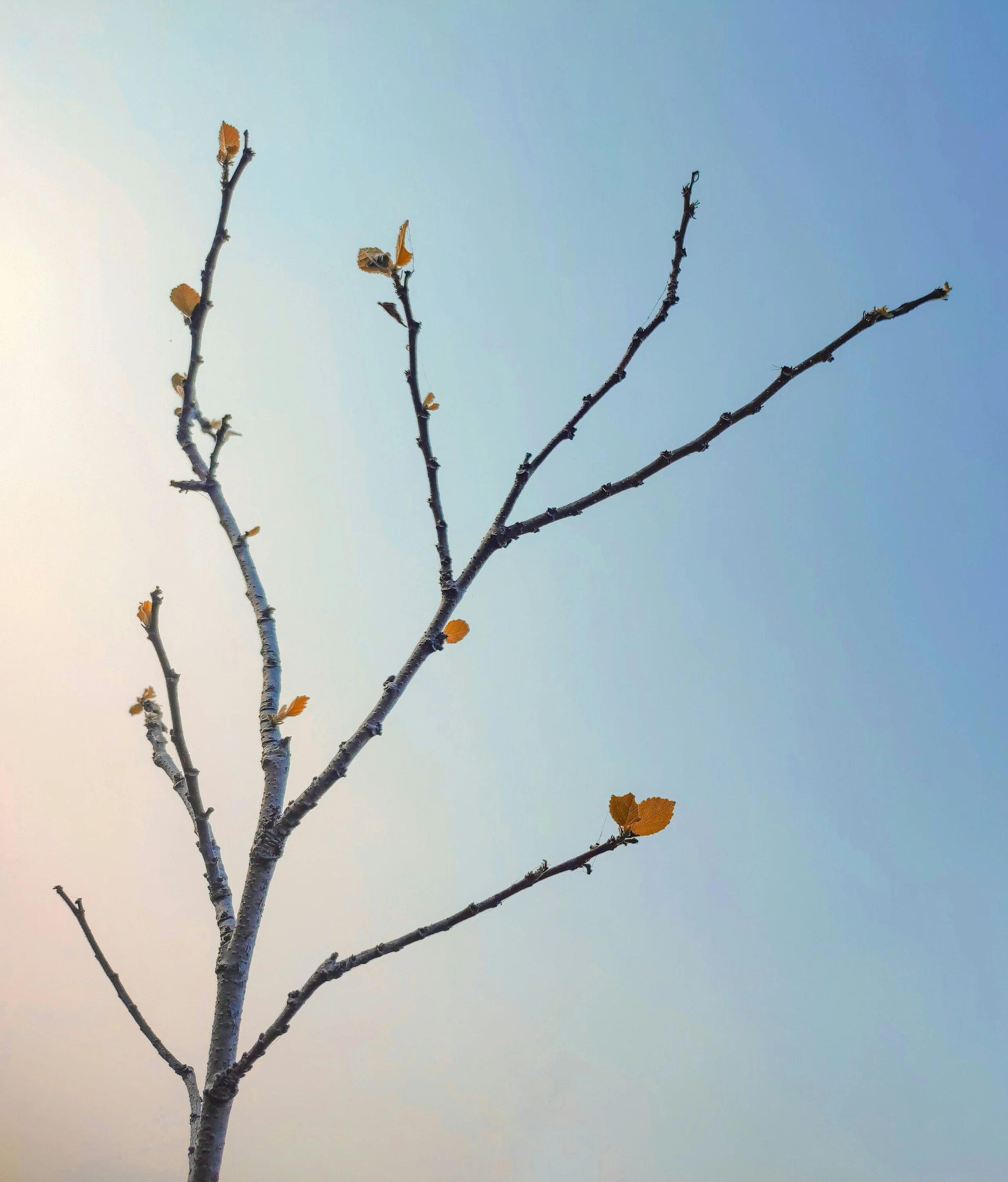 Bare tree branch with new leaf buds against a soft blue sky, symbolizing neuroplastic healing
