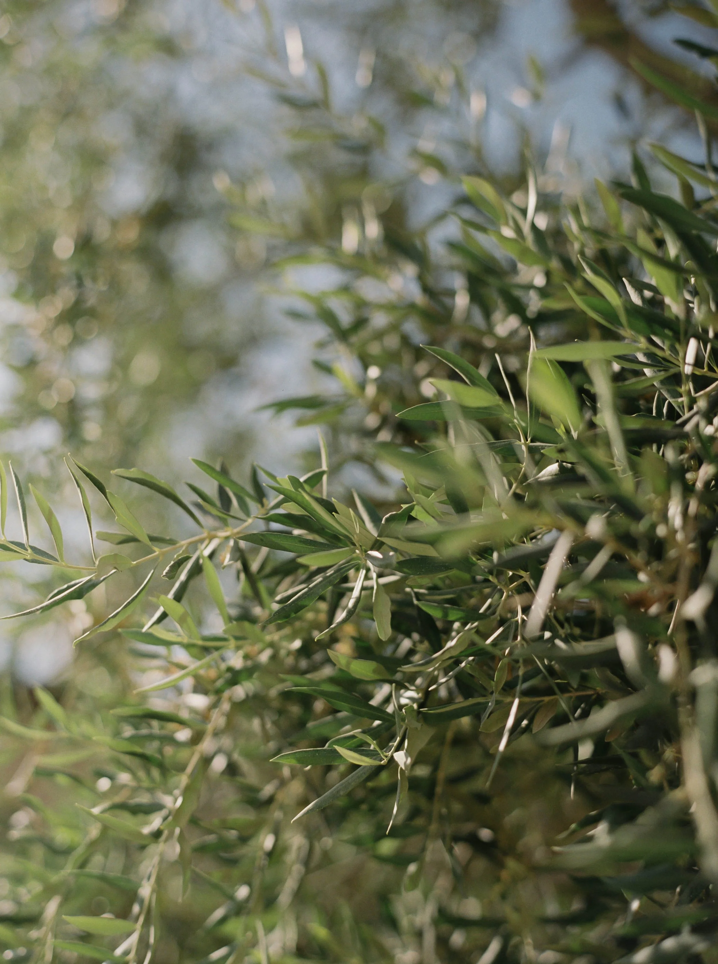 OliveTreeII_JenzelVeloPhotography.jpg