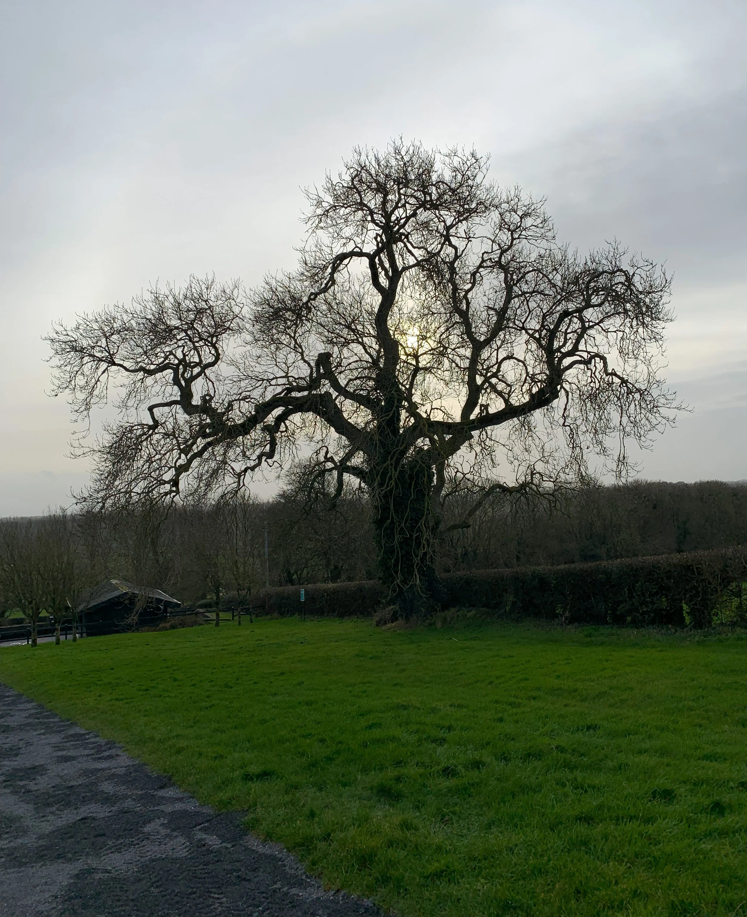 Tree in County Meath, Ireland