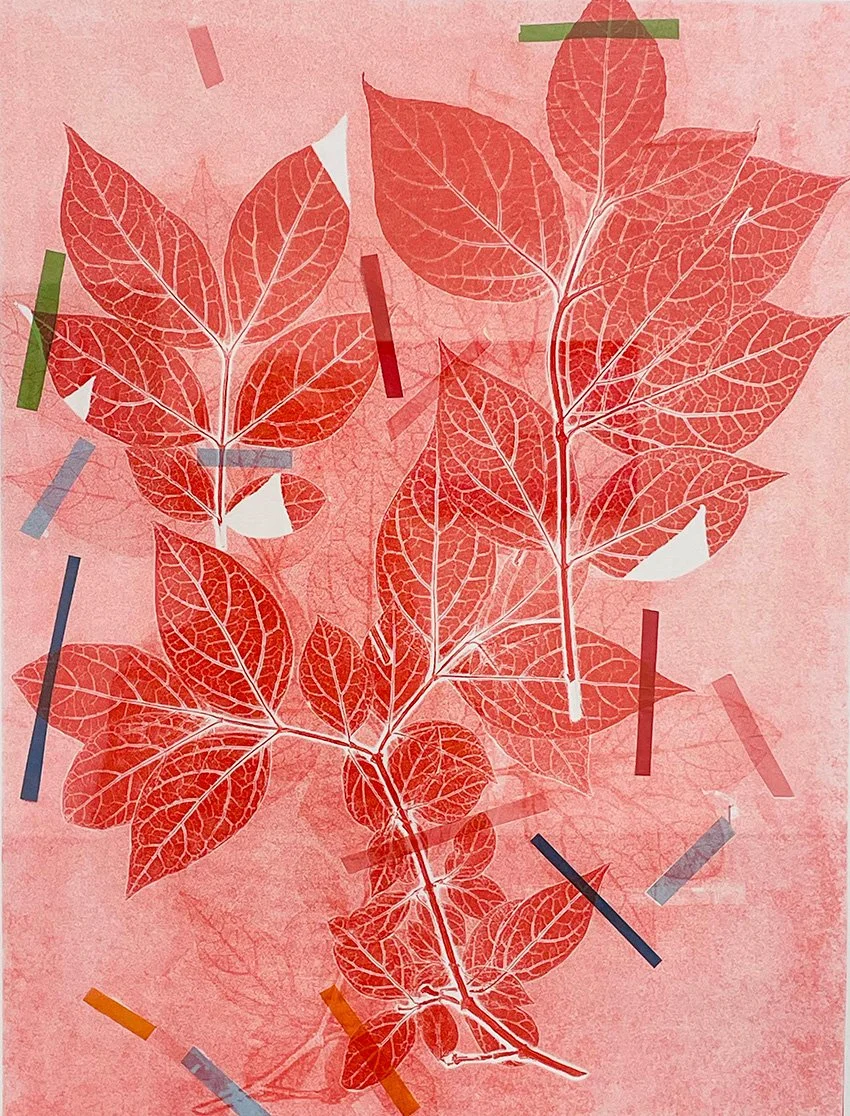 Calycanthus Red Ghost  25 x 20 inches Monoprint on Paper