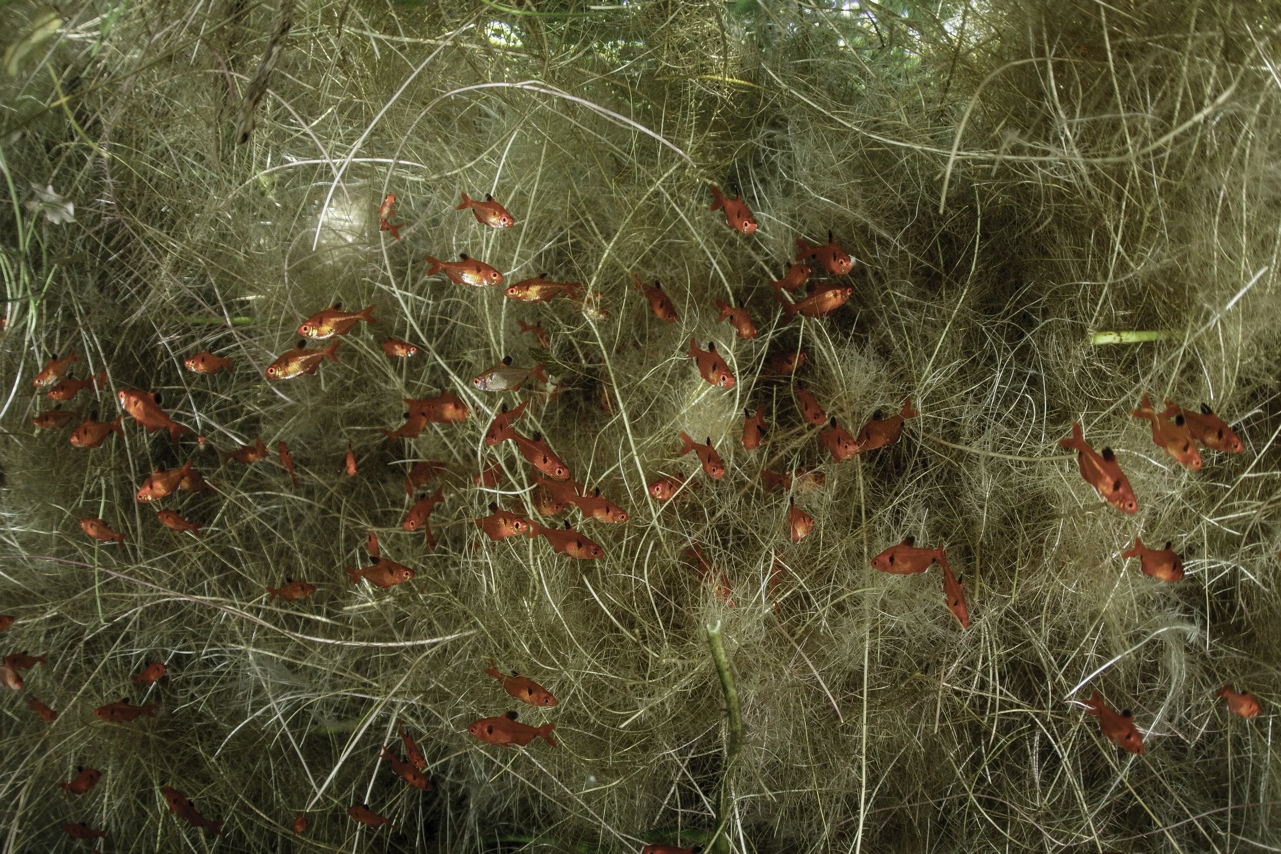 LC_PANTANAL_144.JPG