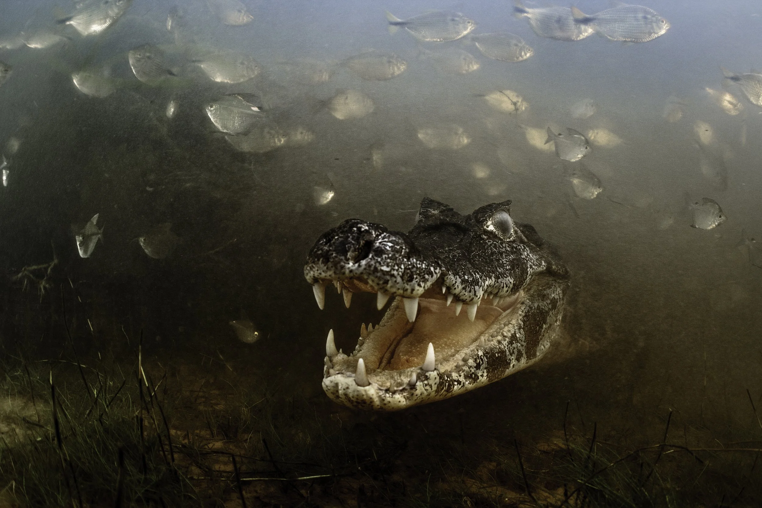 LC_PANTANAL_85.JPG