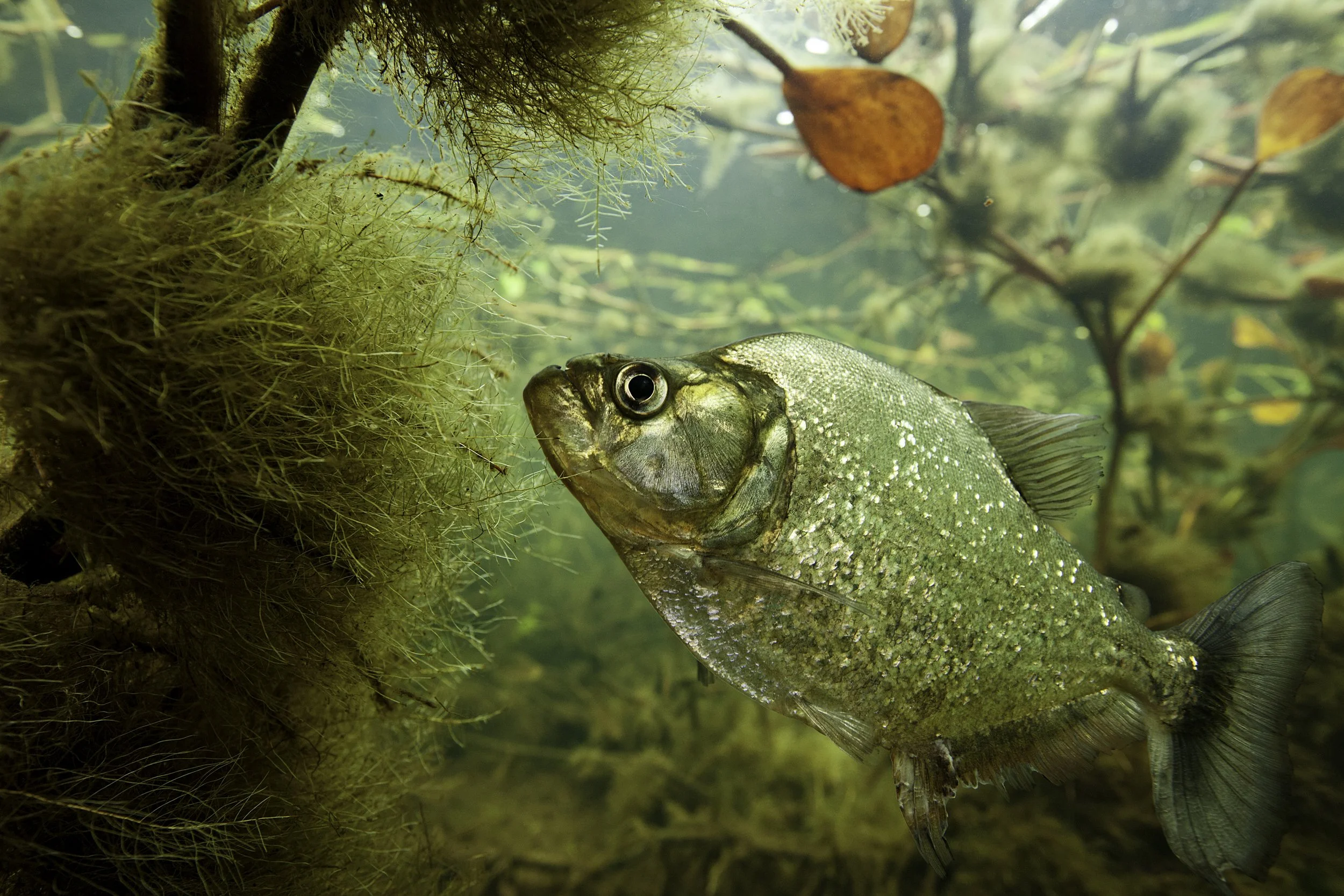 LC_PANTANAL_40.JPG