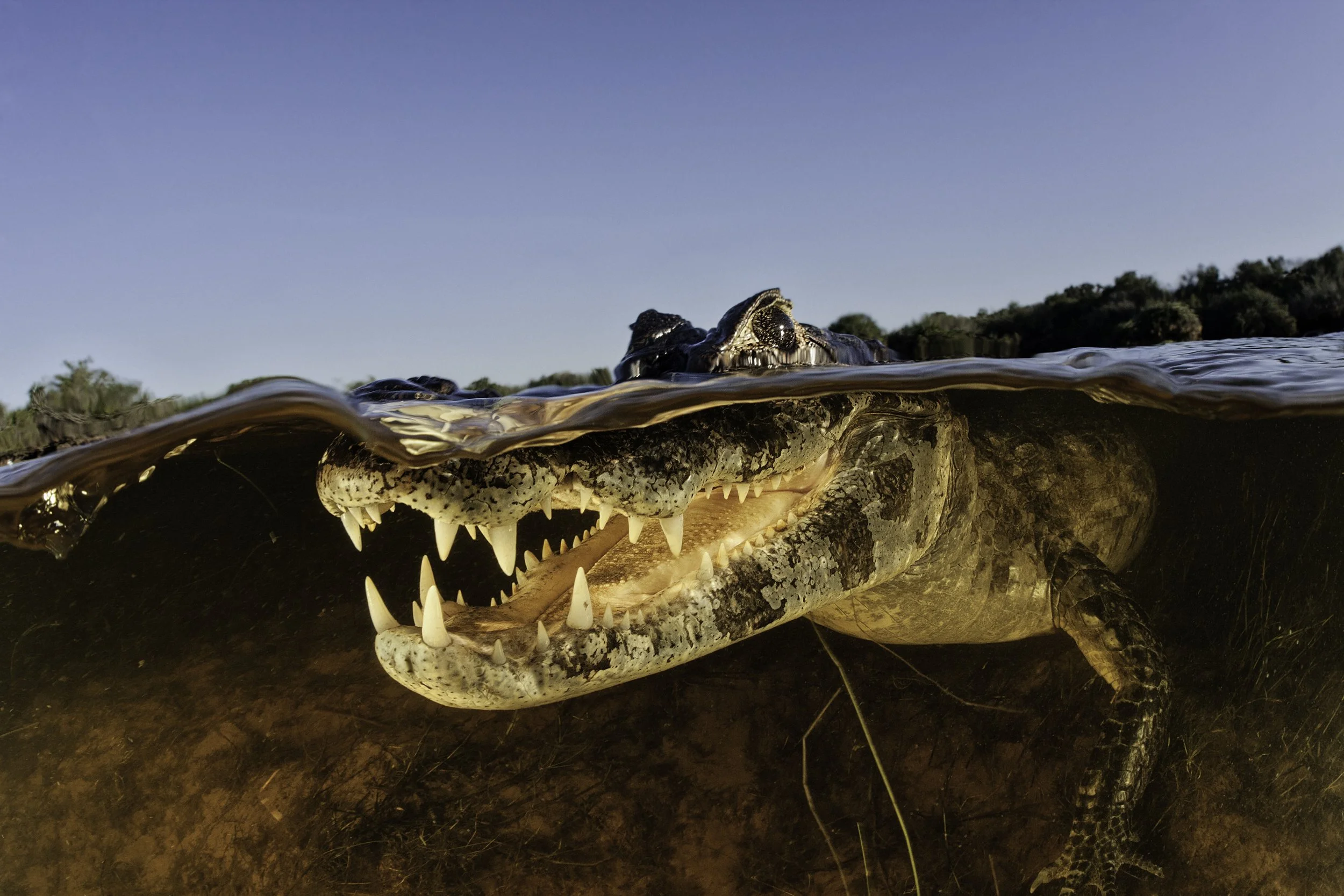 LC_PANTANAL_67.JPG