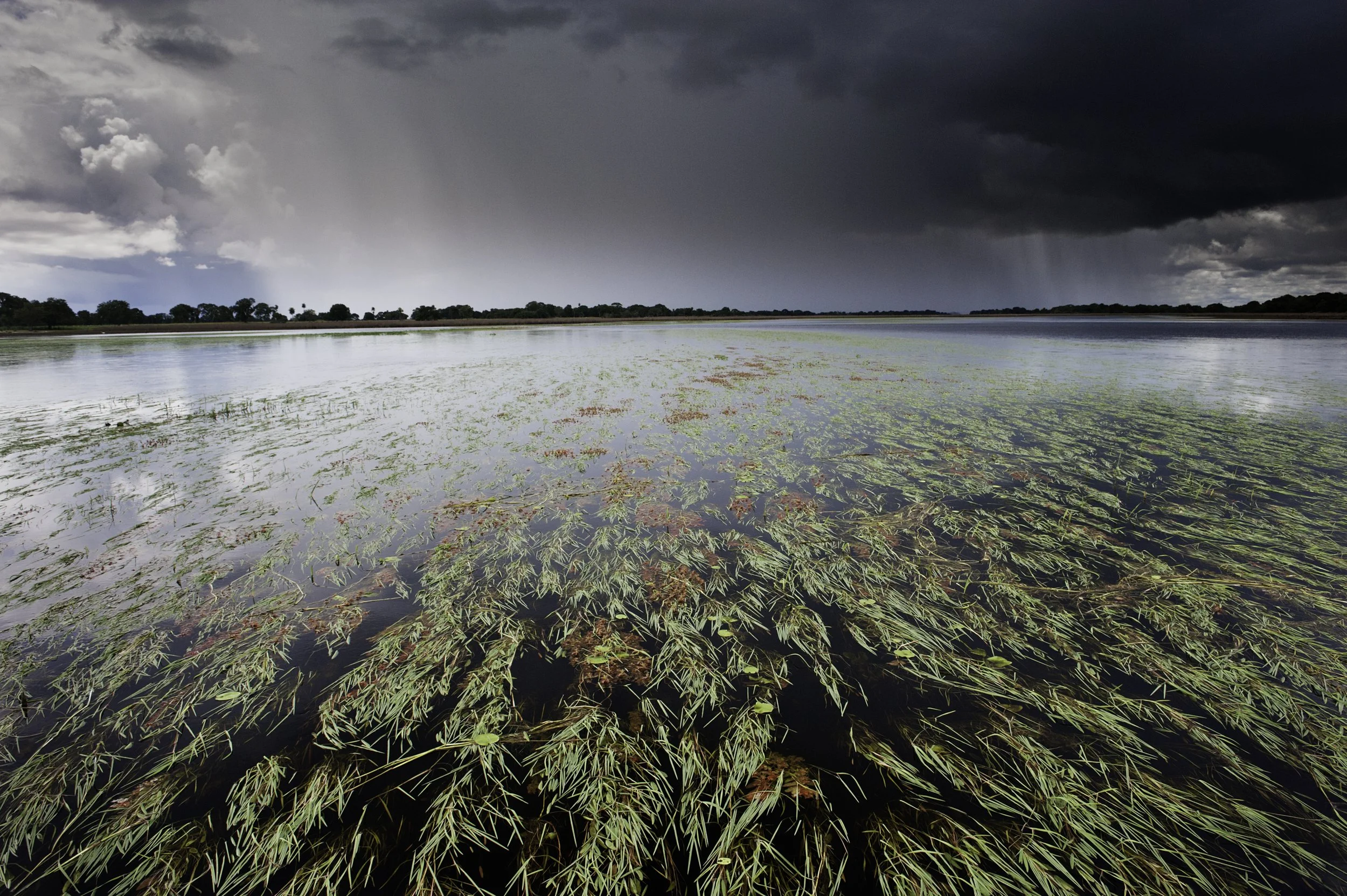 LC_PANTANAL_3.JPG