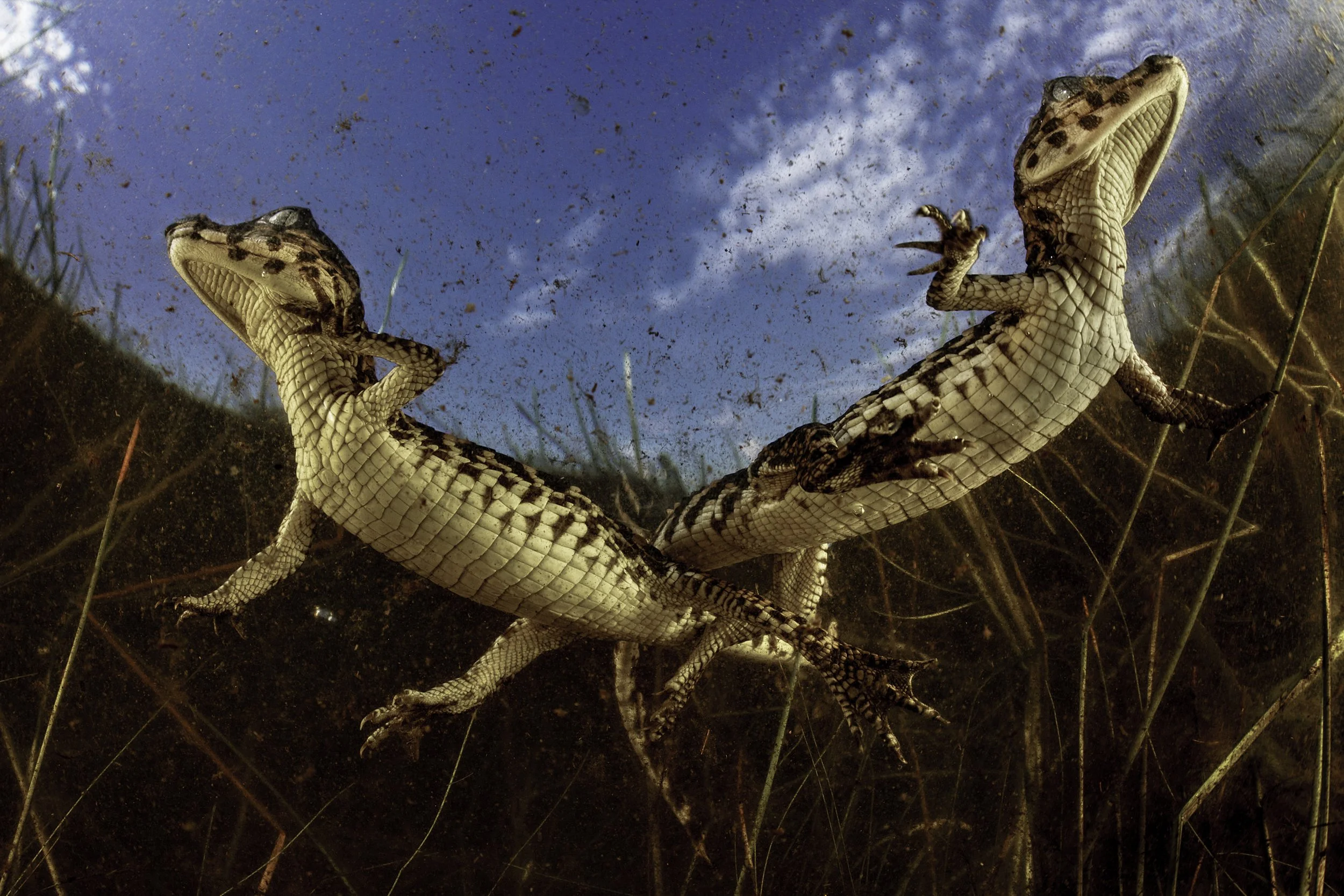 LC_PANTANAL_86.JPG