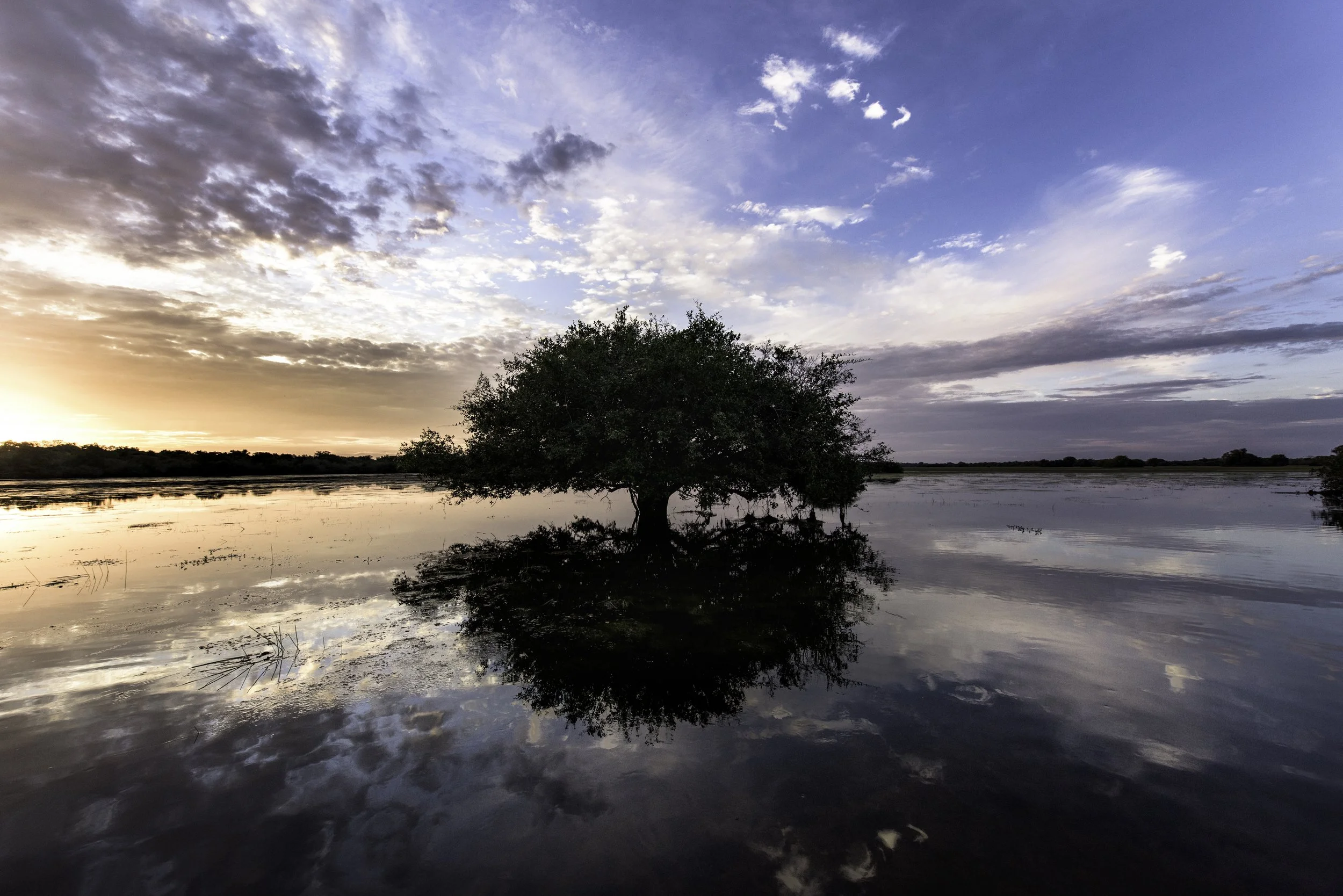 LC_PANTANAL_4.JPG