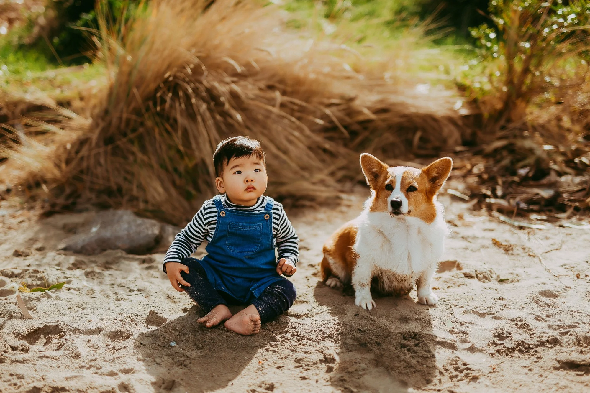 A young child sitting barefoot in the sand next to a small dog outdoors, with tall grasses in the background. Stunning Tasmanian Seven Mile Beach family photographer.