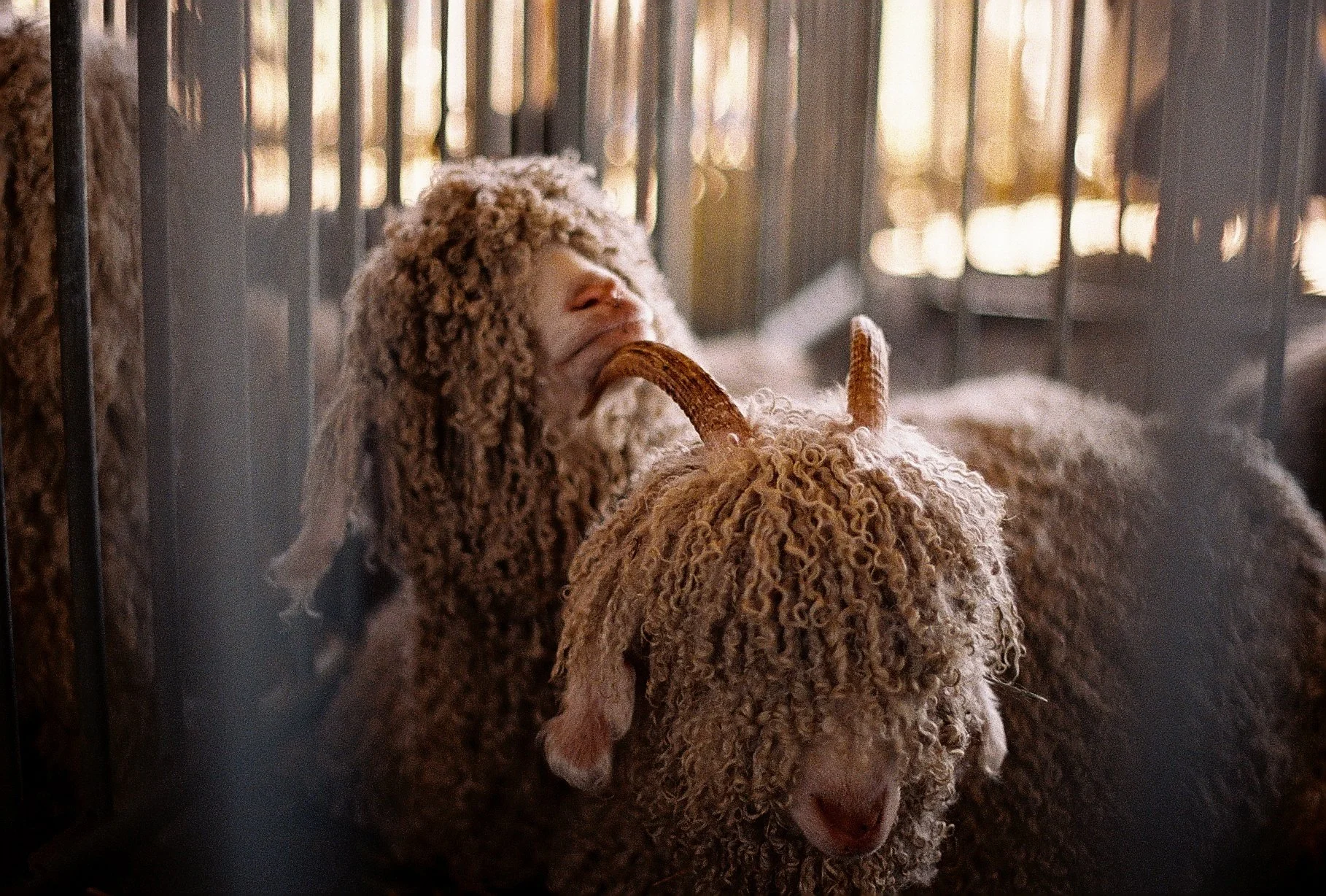 sheep knitting film.jpg