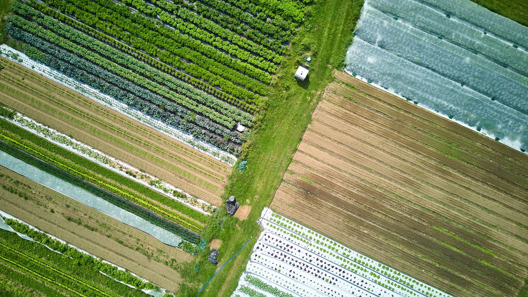 Aerial view of Heart City Farm with multiple rows of different crops, some covered with plastic or netting, and green grass pathways between the rows. Photographed for the Perch Cookbook by Gumption Studio, Ottawa Cookbook photographer.