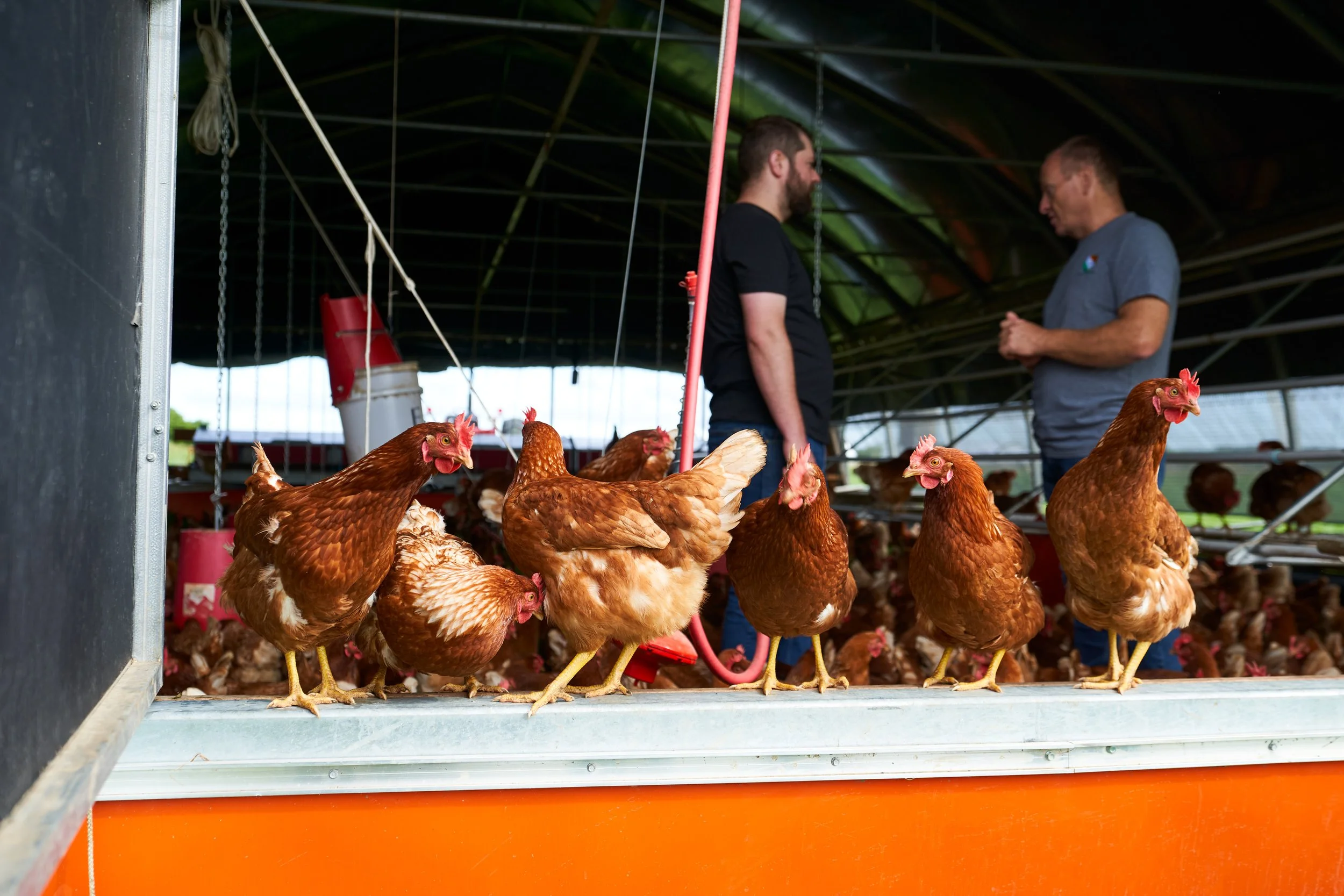 Justin Champagne-Lagarde at Ferme Rêveuse inside a chicken coop chatting with Kornel Schneider. Photographed for the Perch Cookbook by Gumption Studio, Ottawa Cookbook photographer.