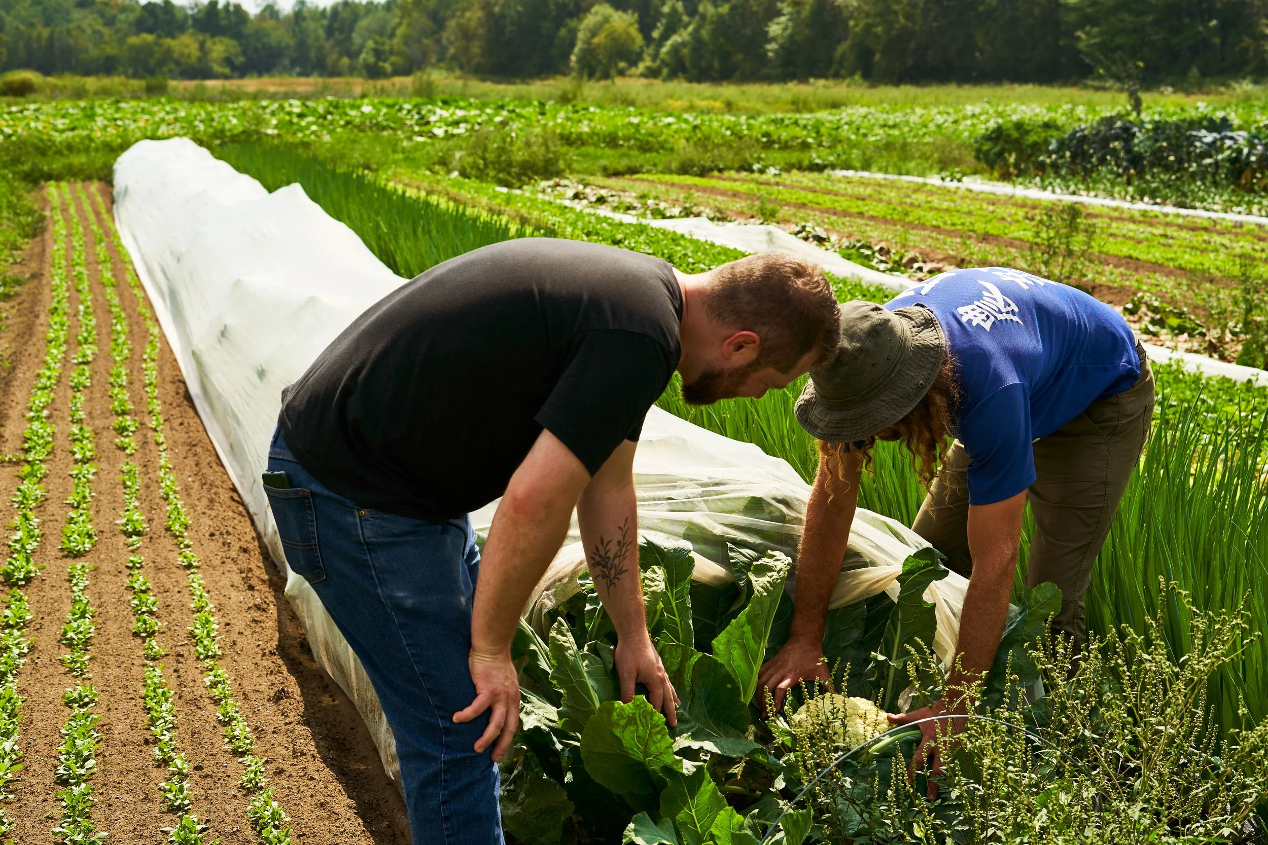 Justin Champagne-Lagarde in at Heart City Farm, bending over and inspecting the plants. Photographed for the Perch Cookbook by Gumption Studio, Ottawa Cookbook photographer.