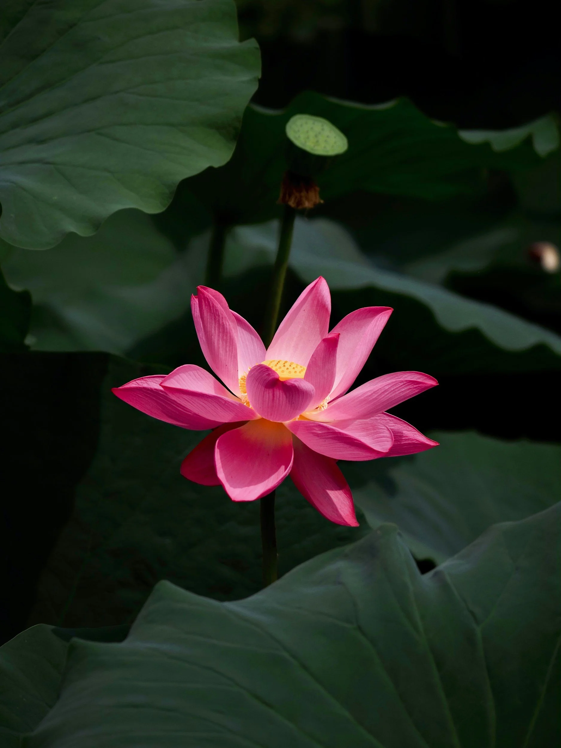 A pink lotus flower with large green leaves surrounding it.