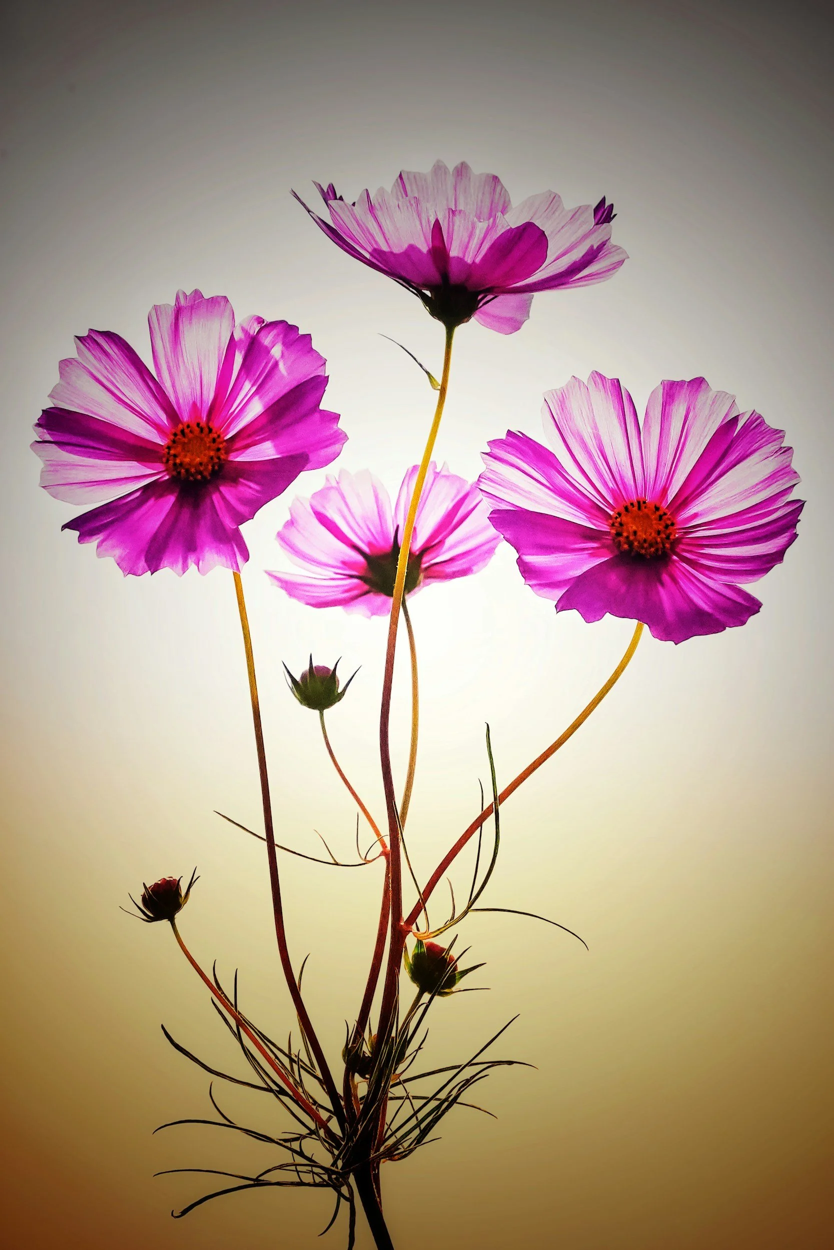 A cluster of pink cosmos flowers with dark centers, some buds, and thin stems against a light, gradient background.