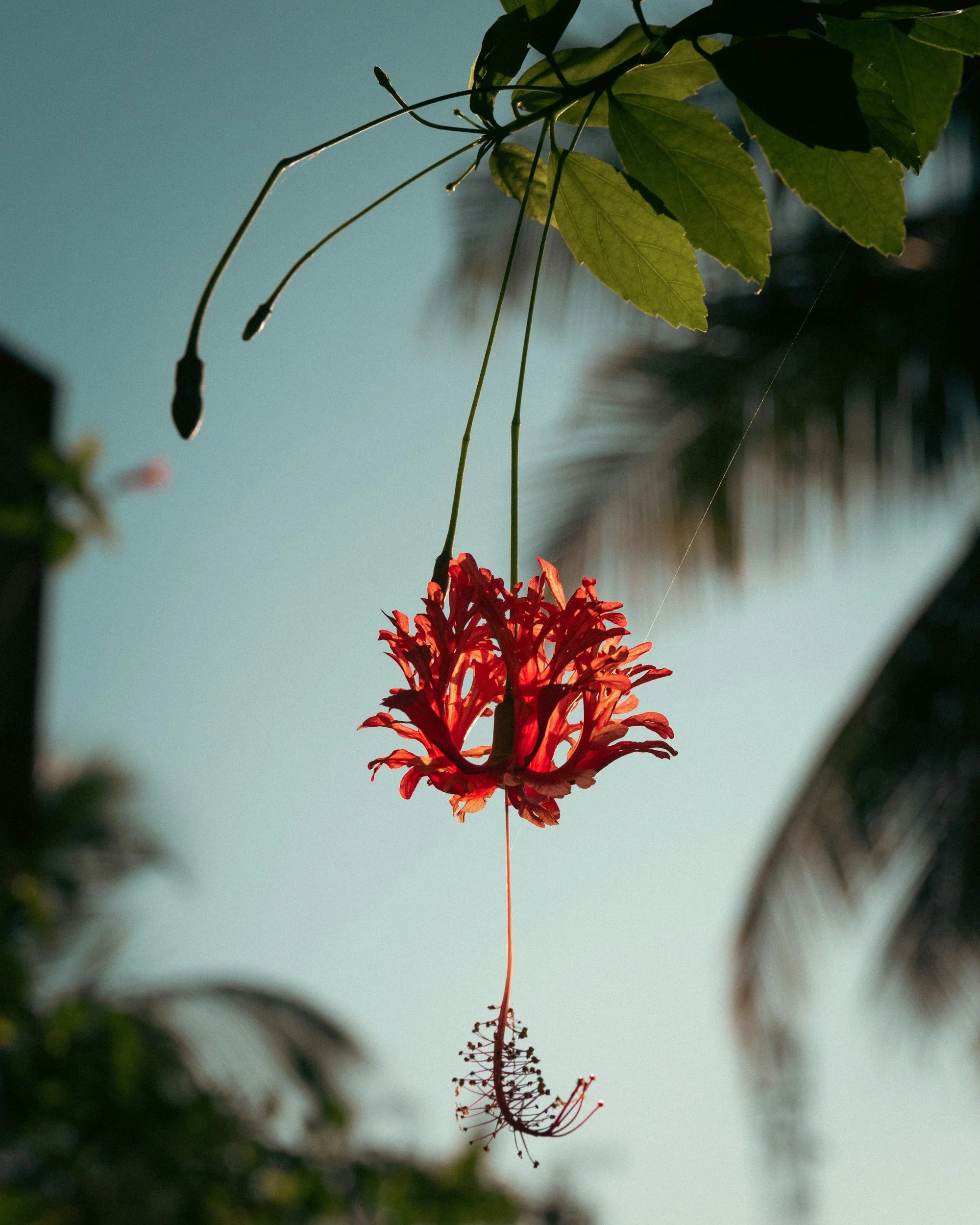 A hanging red flower
