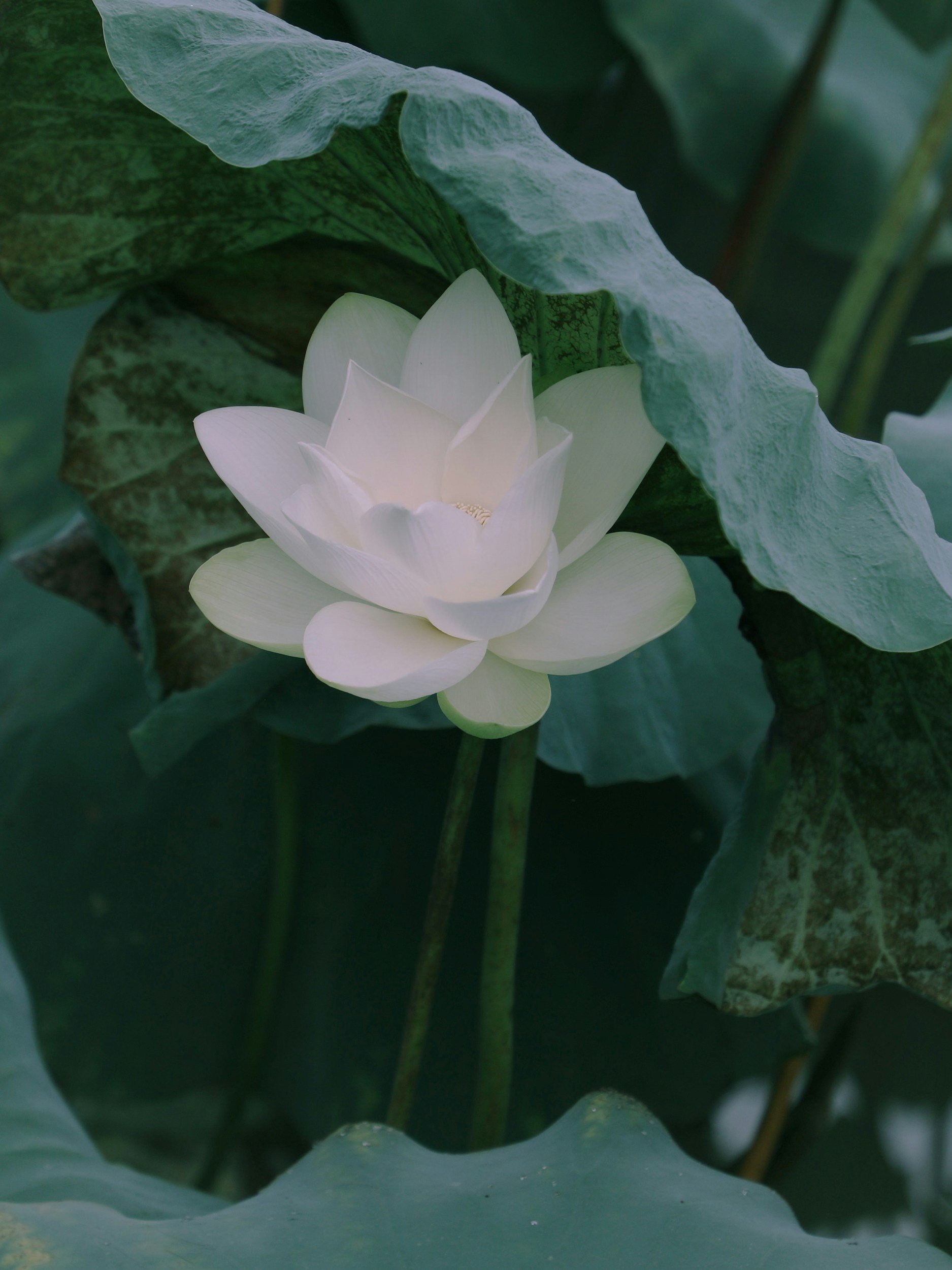 An opening white lotus flower