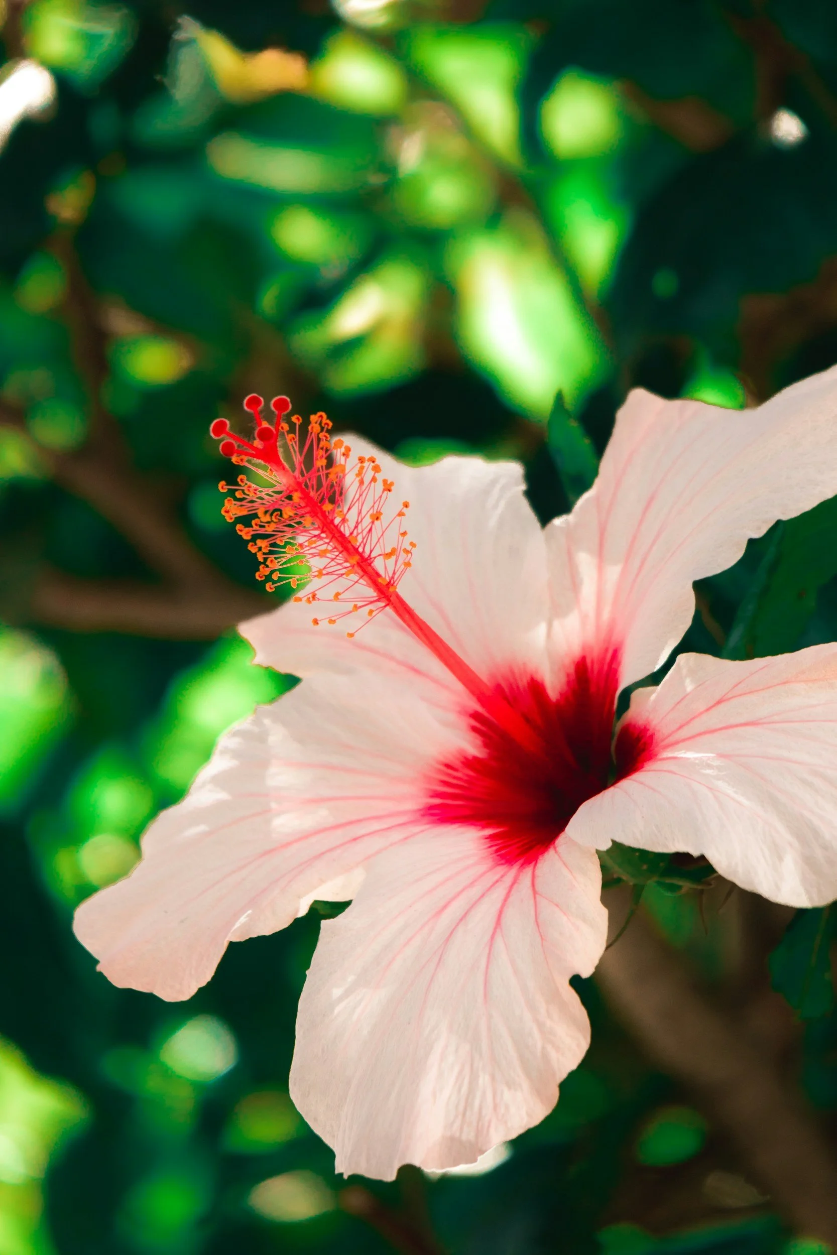 Pink and red tropical flower