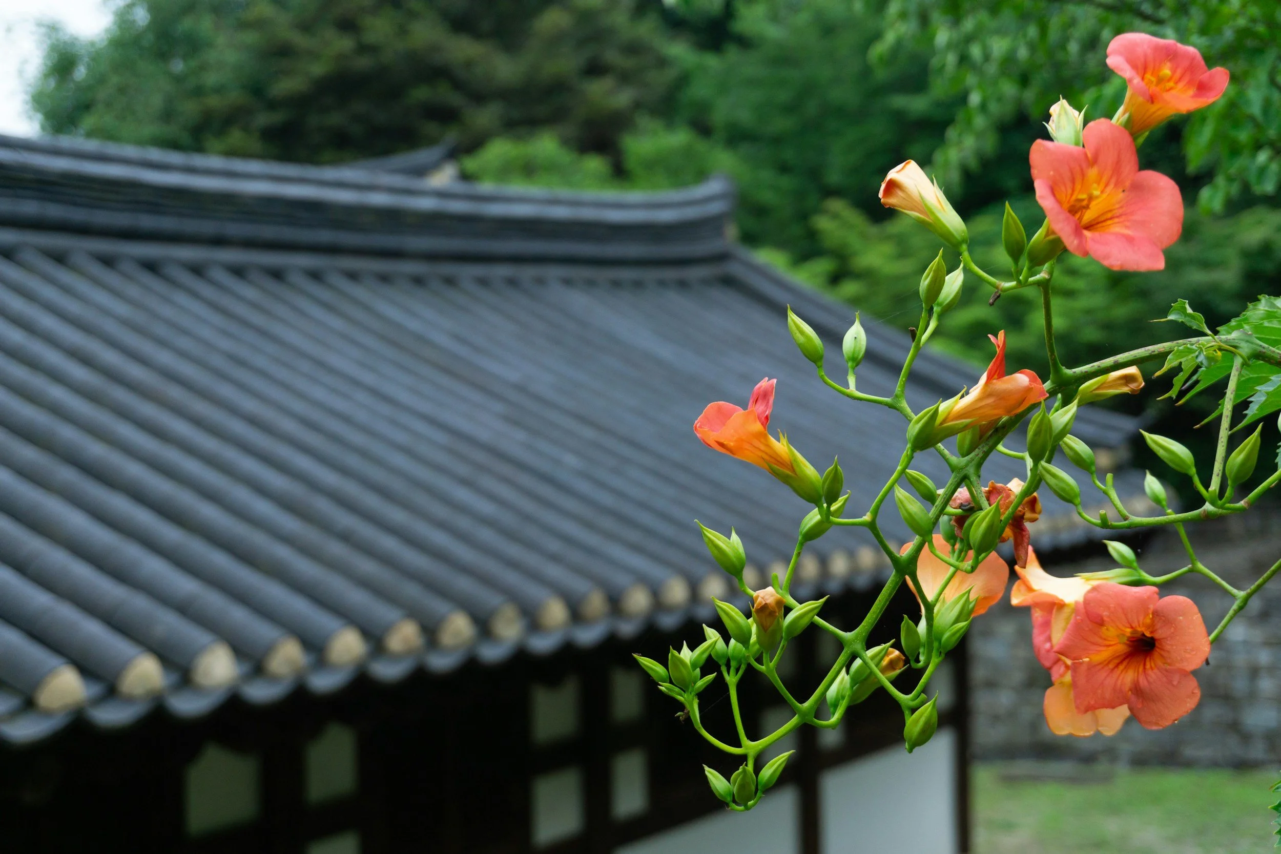 Orange flowers before a temple's roof