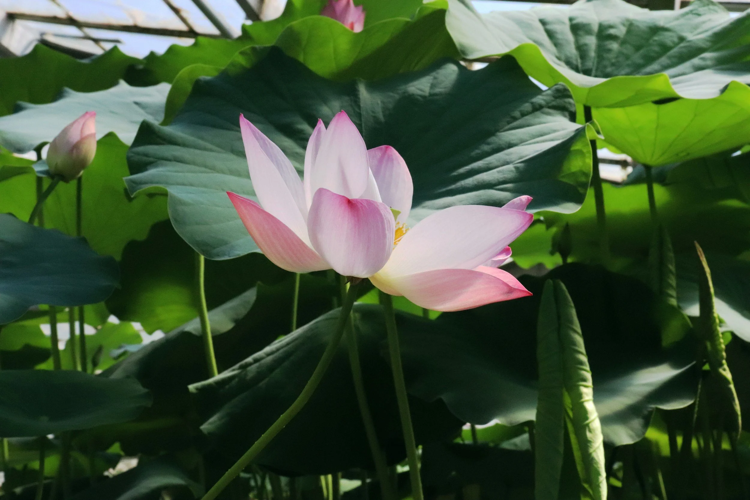 Pink lotus flowers