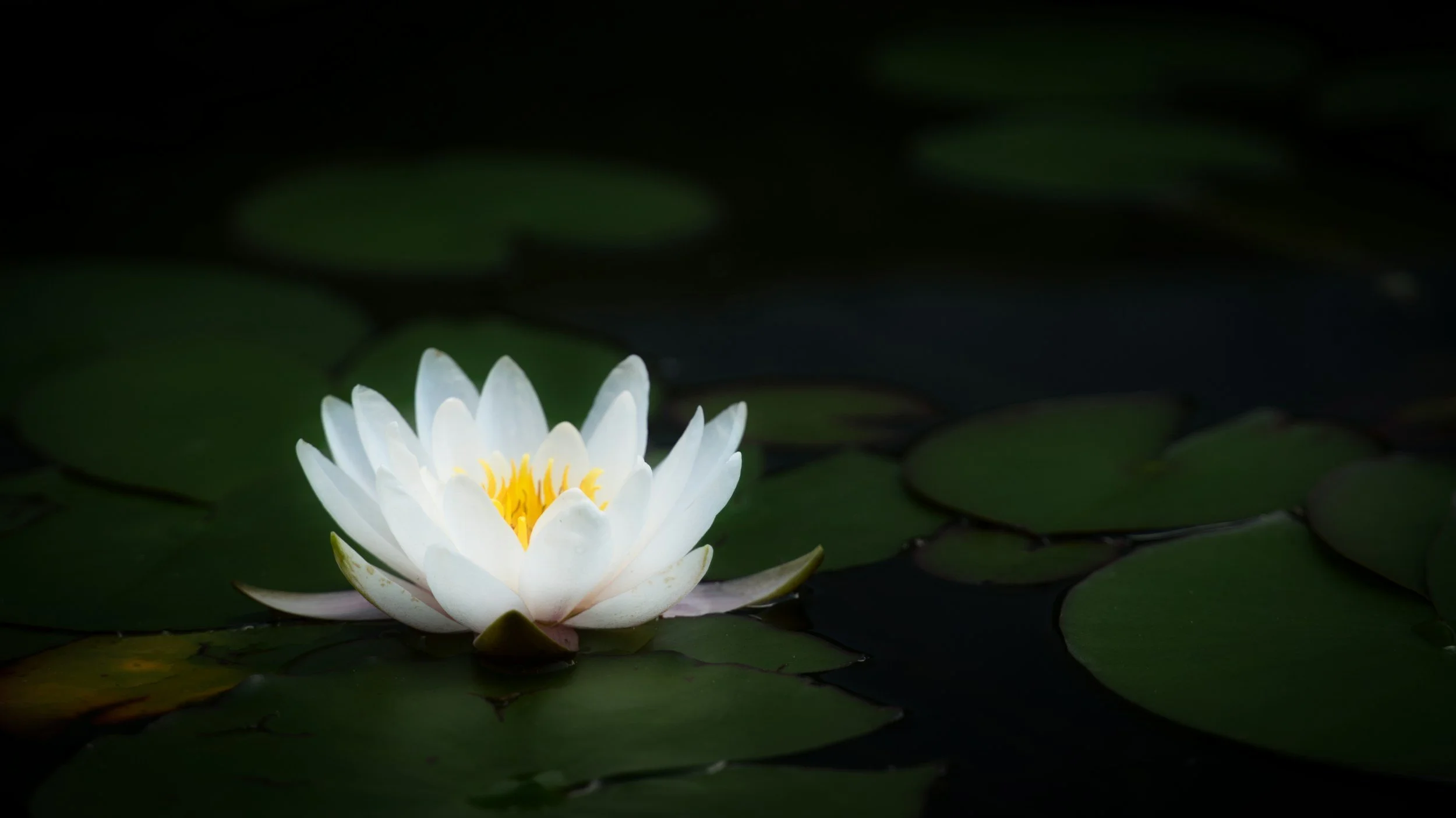 A white floating lotus flower
