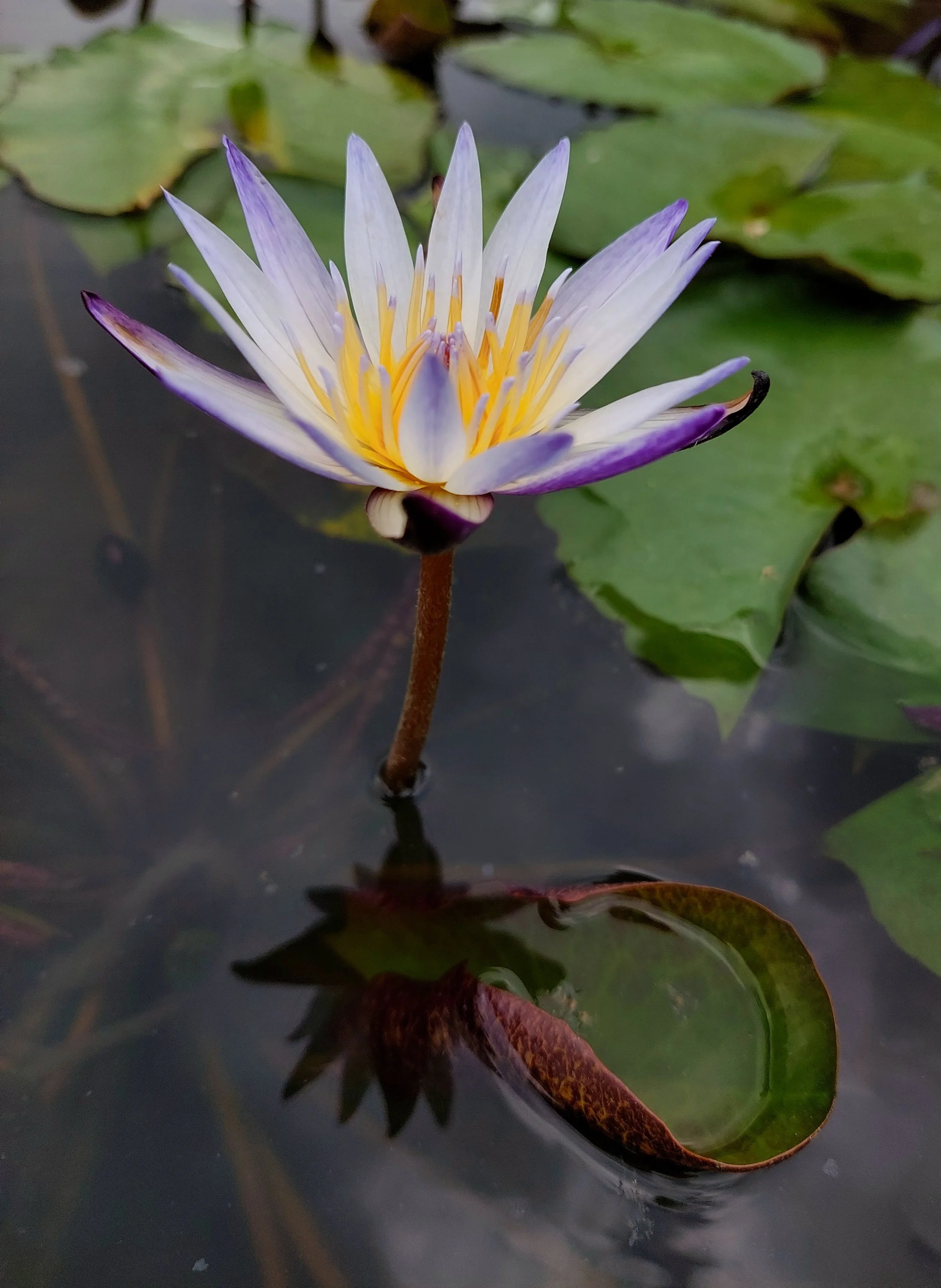 Purple and yellow lotus flower