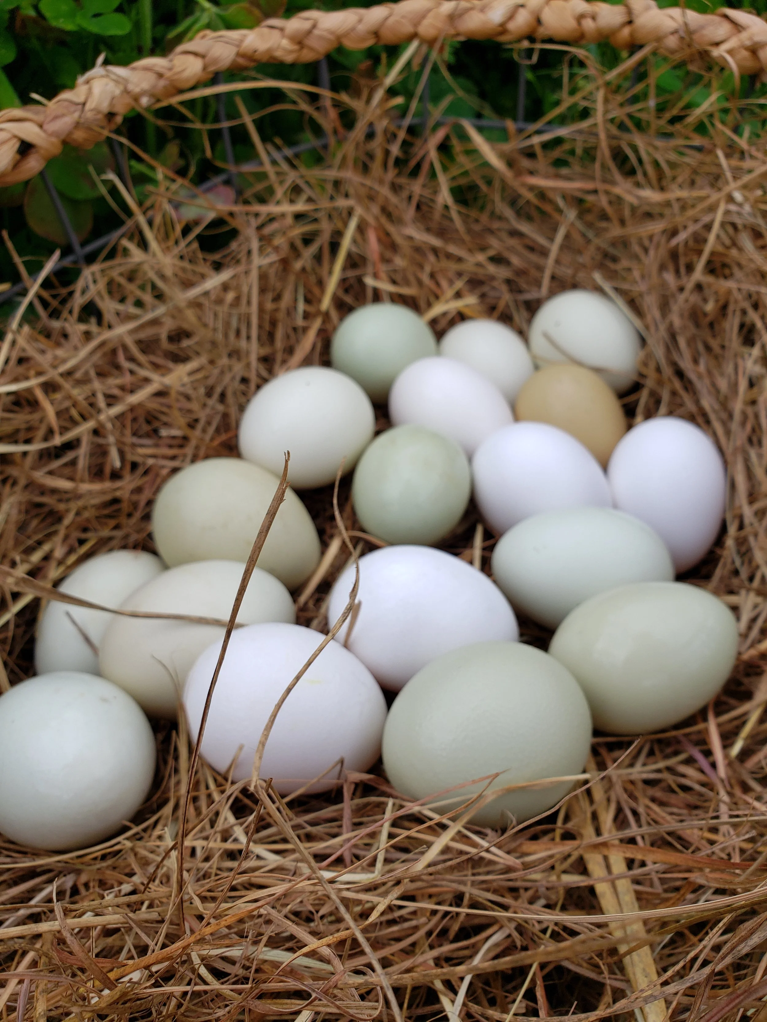 Sherried Mushrooms with Fried Eggs on Toast