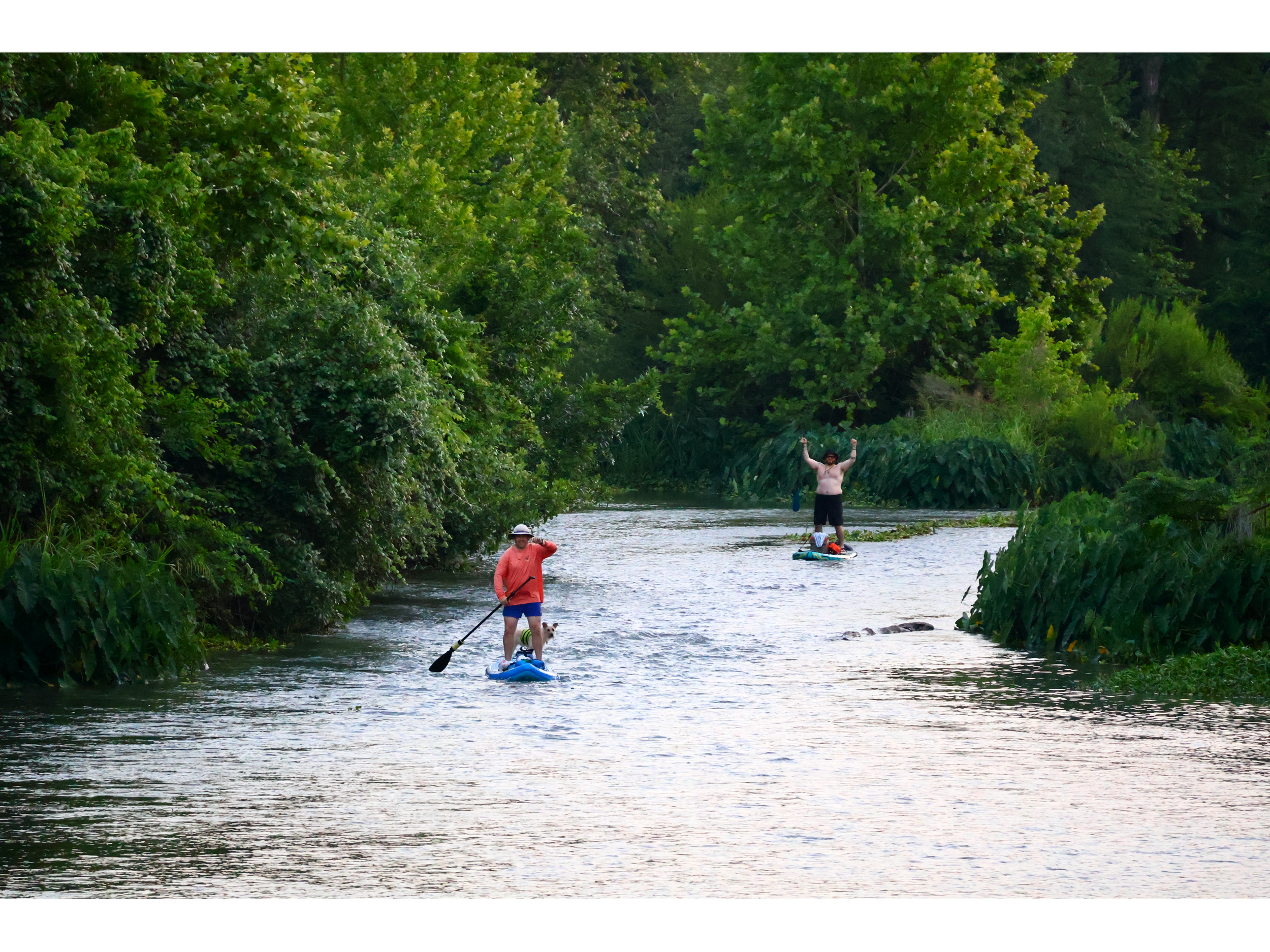 Two men and a dog paddle boarding down a spring fed river.