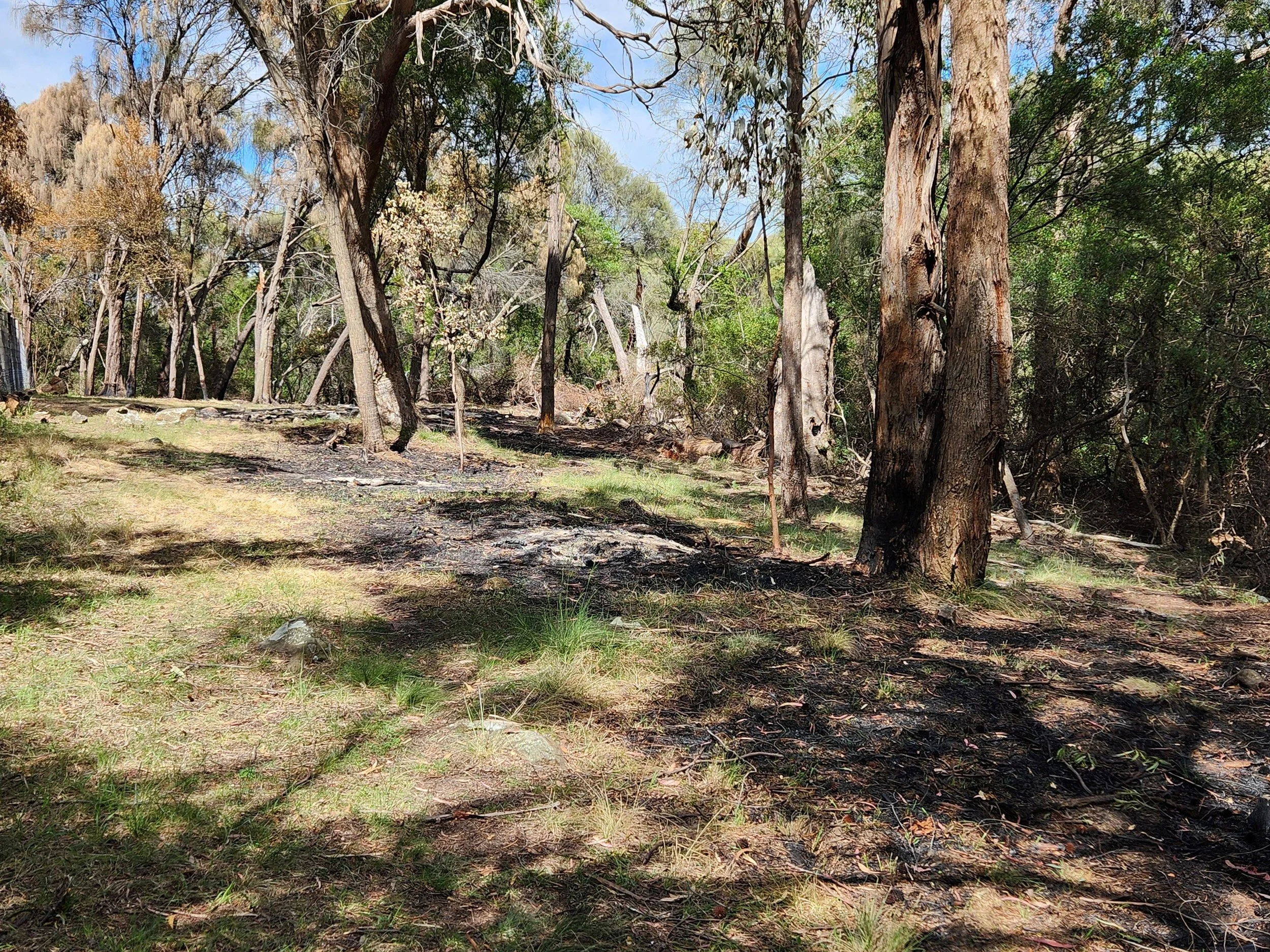 Dennison Rd Burnt Piles.jpg