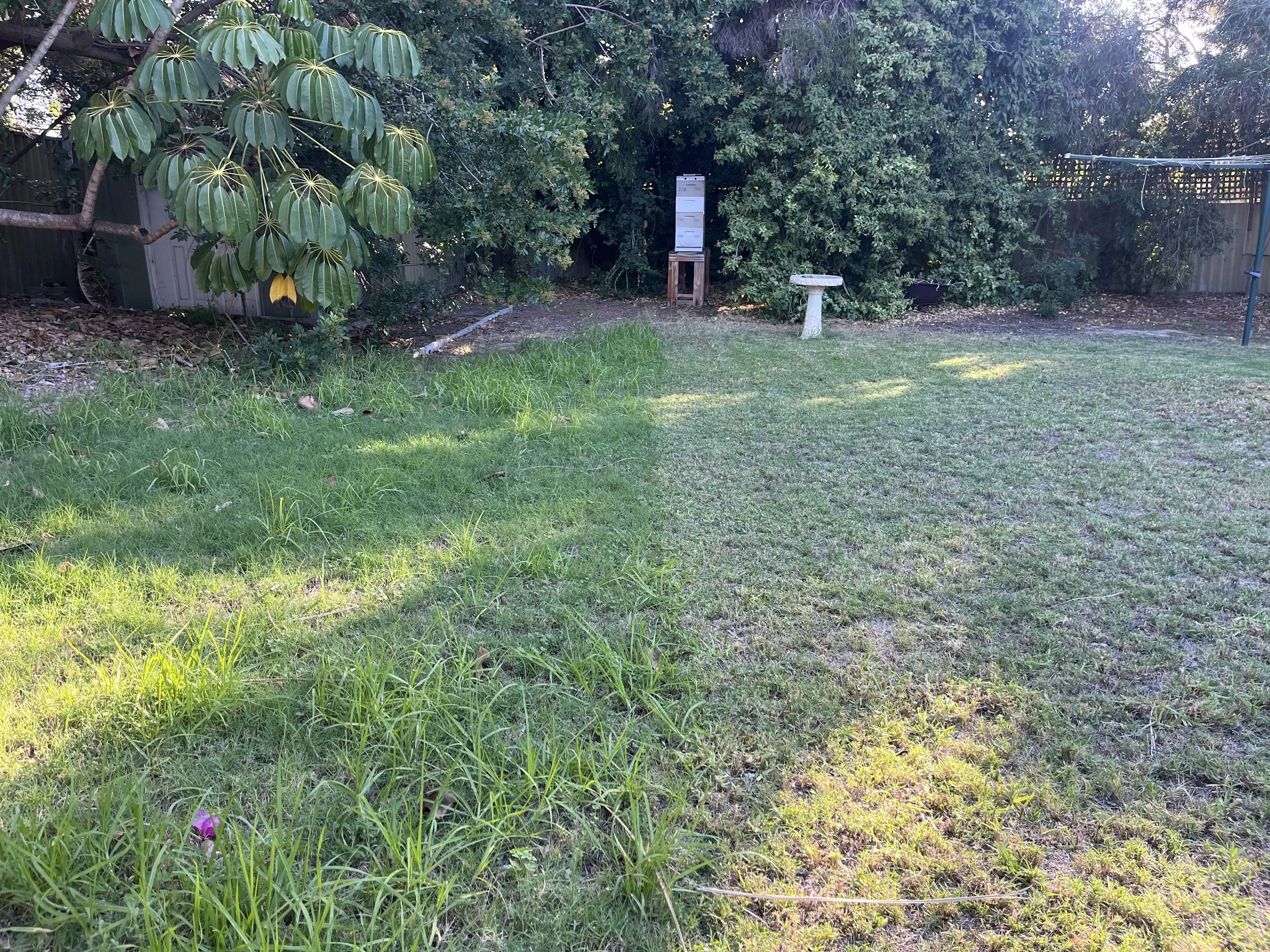 A backyard with grass, trees, a birdbath, and a wooden structure in the background.