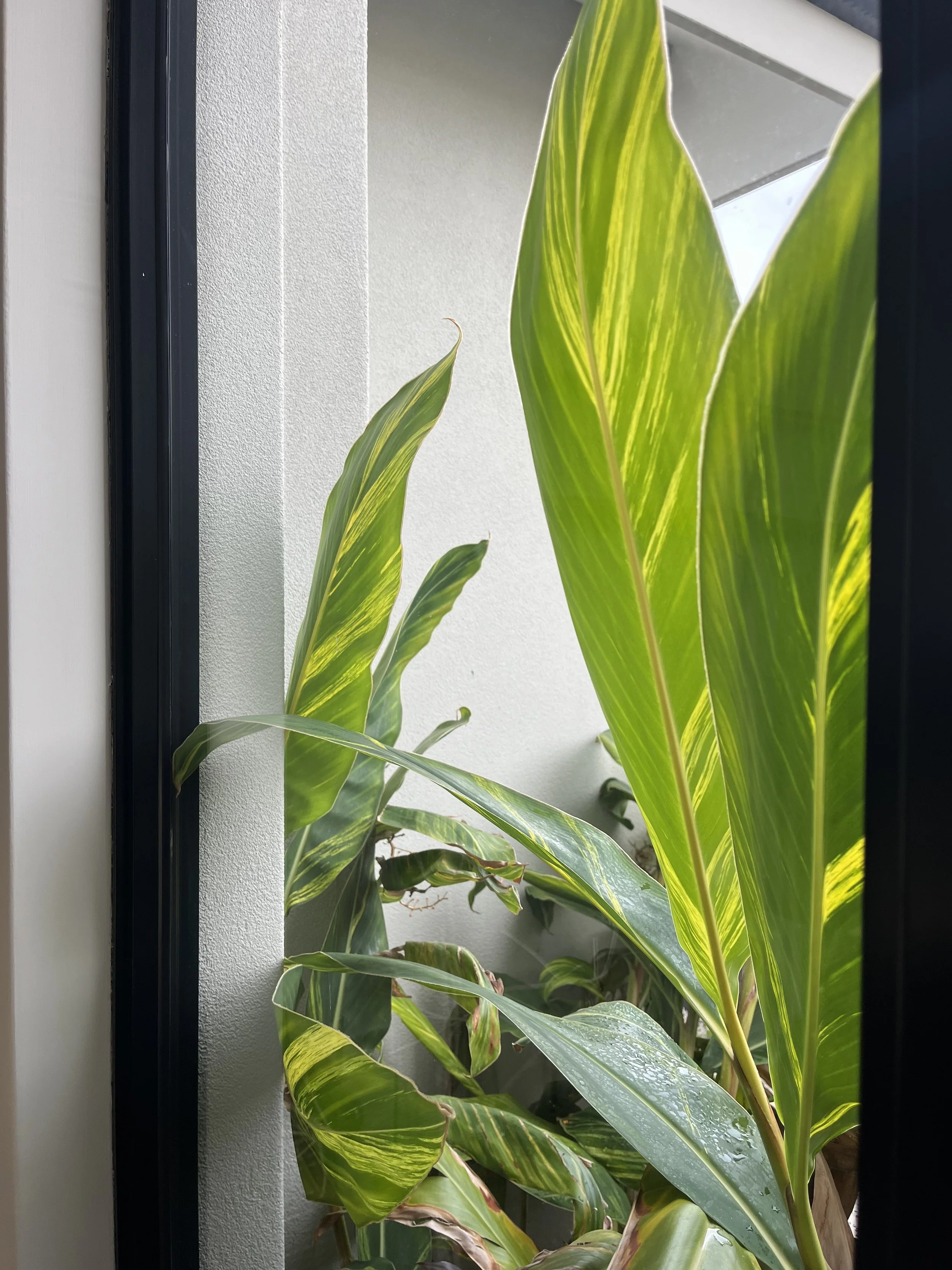 Various green indoor plants with large leaves situated on a balcony or near a window.